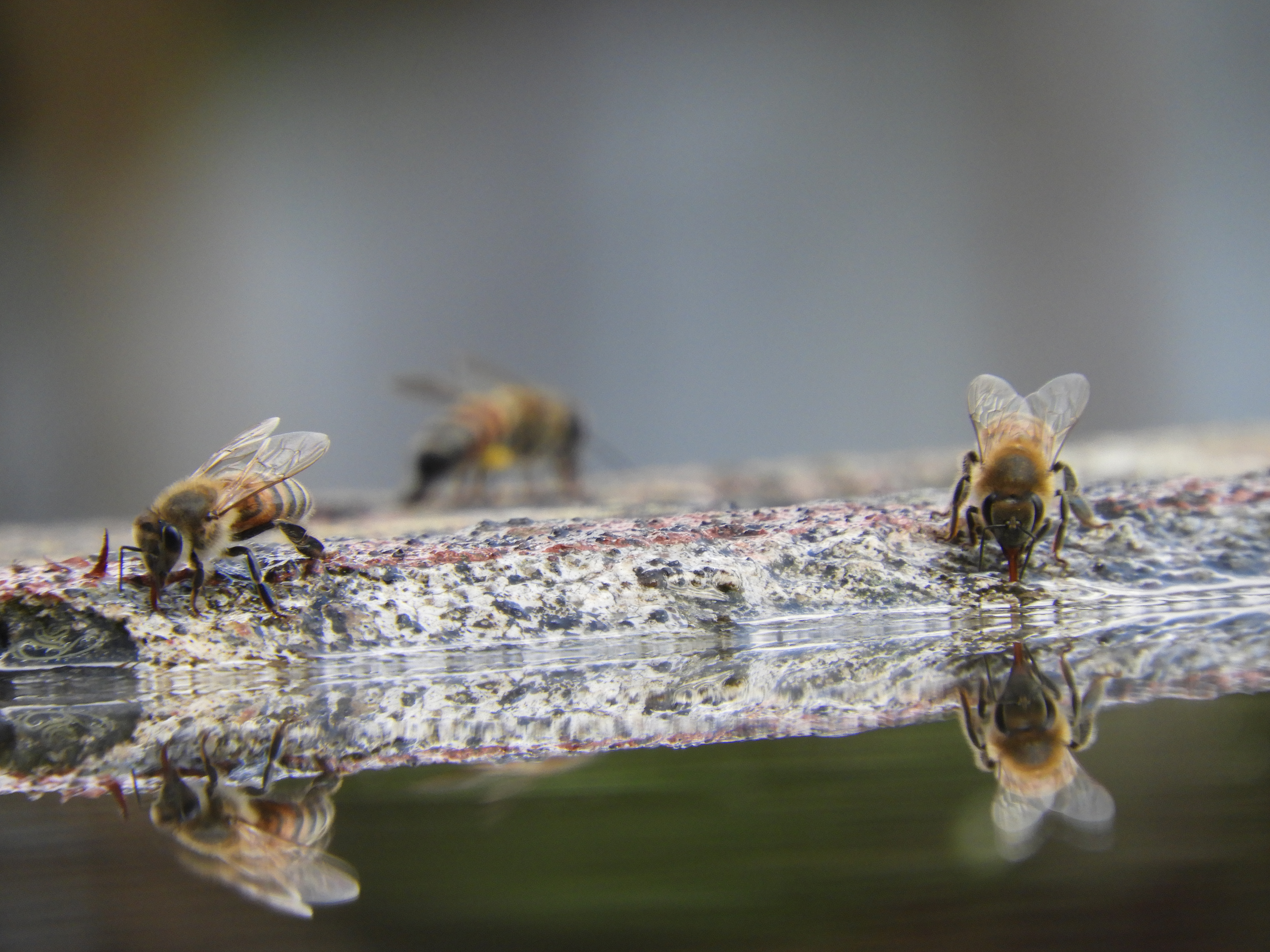 Bees drinking from a pool of water