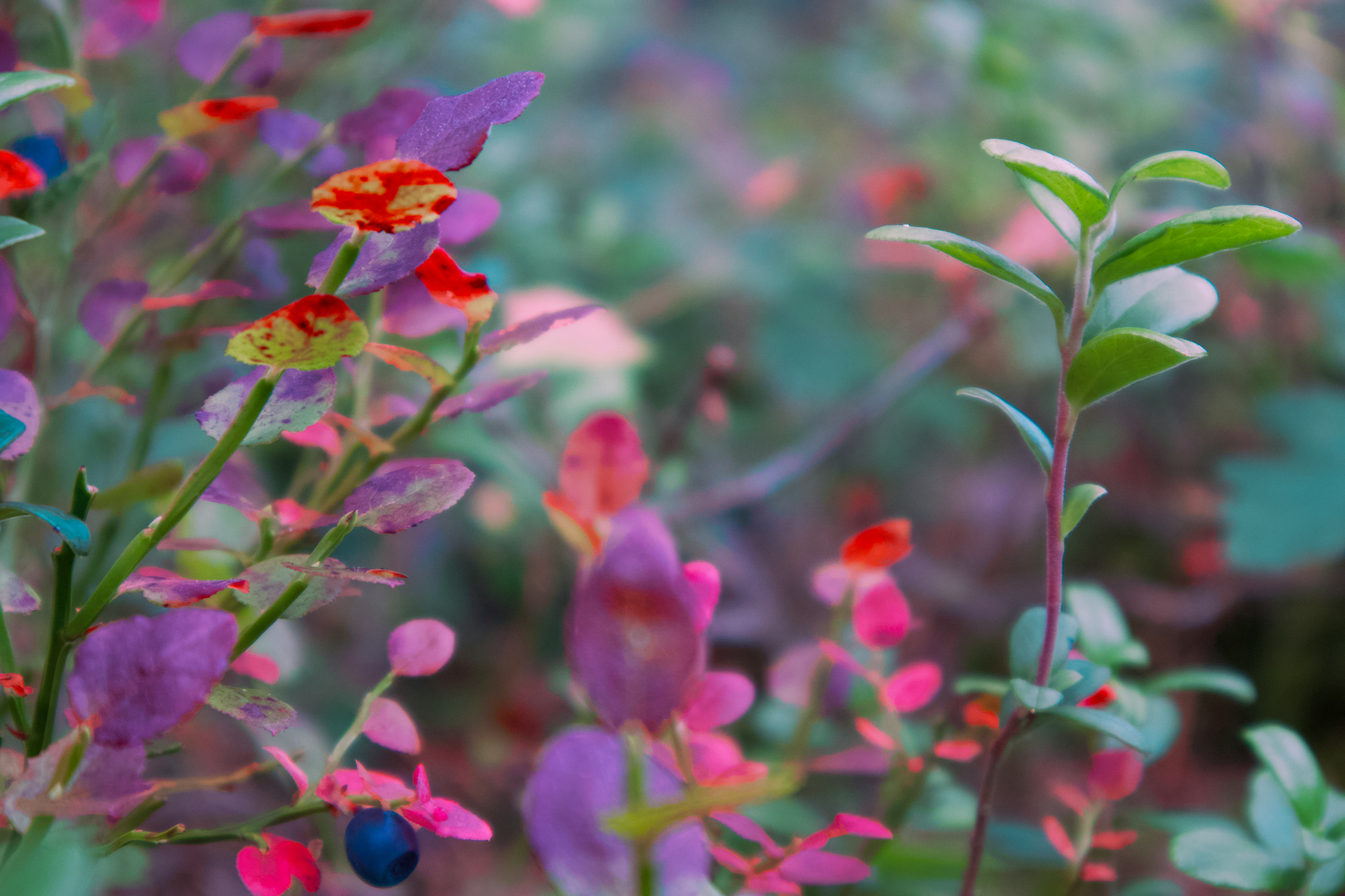 blueberry leaves changing colors in the fall 