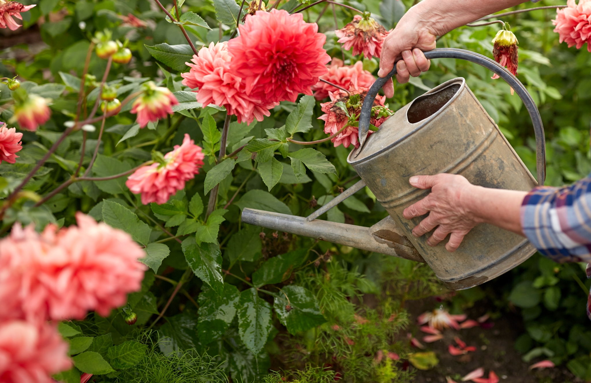Watering pink dahlias in the garden