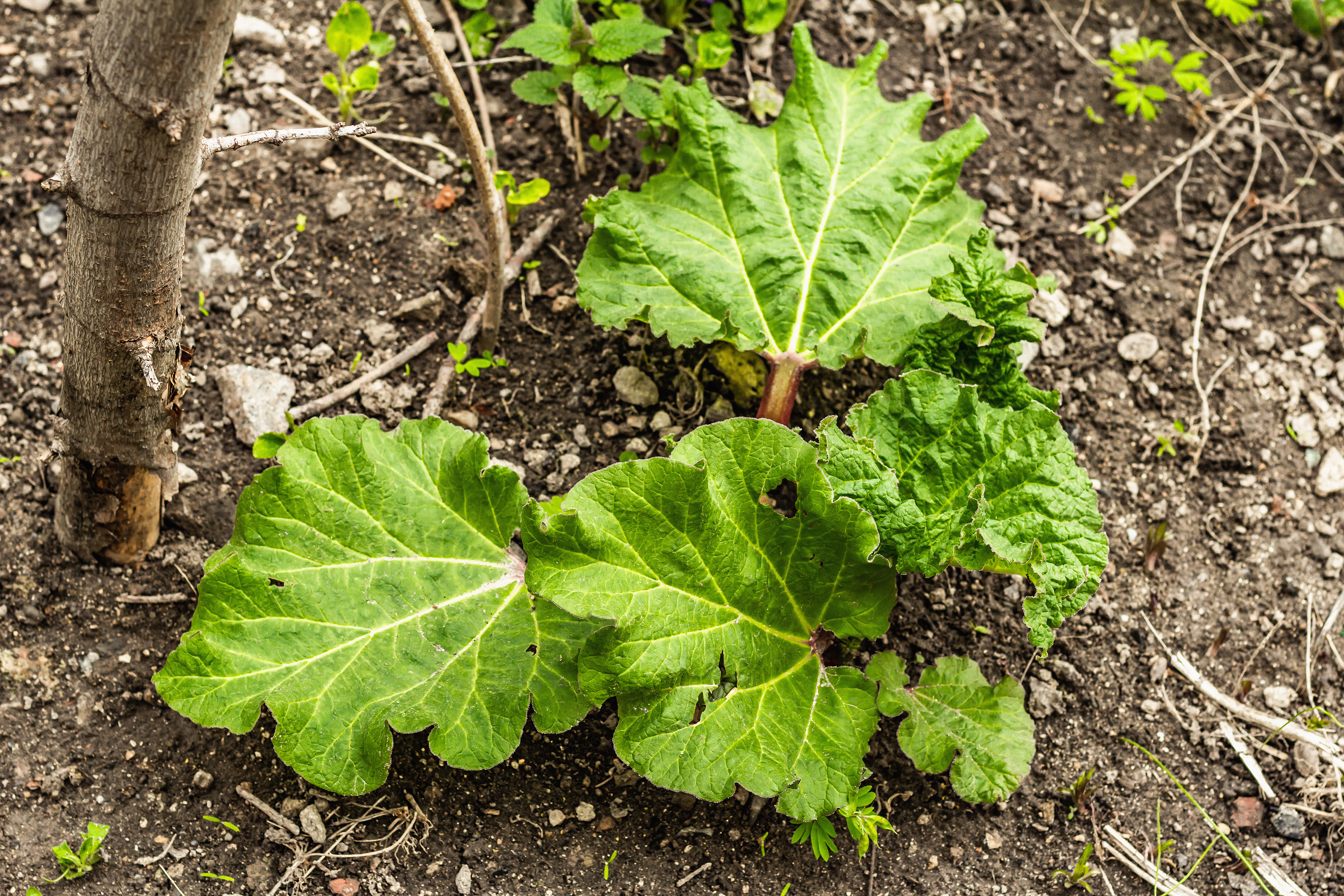 Rhubarb in the spring