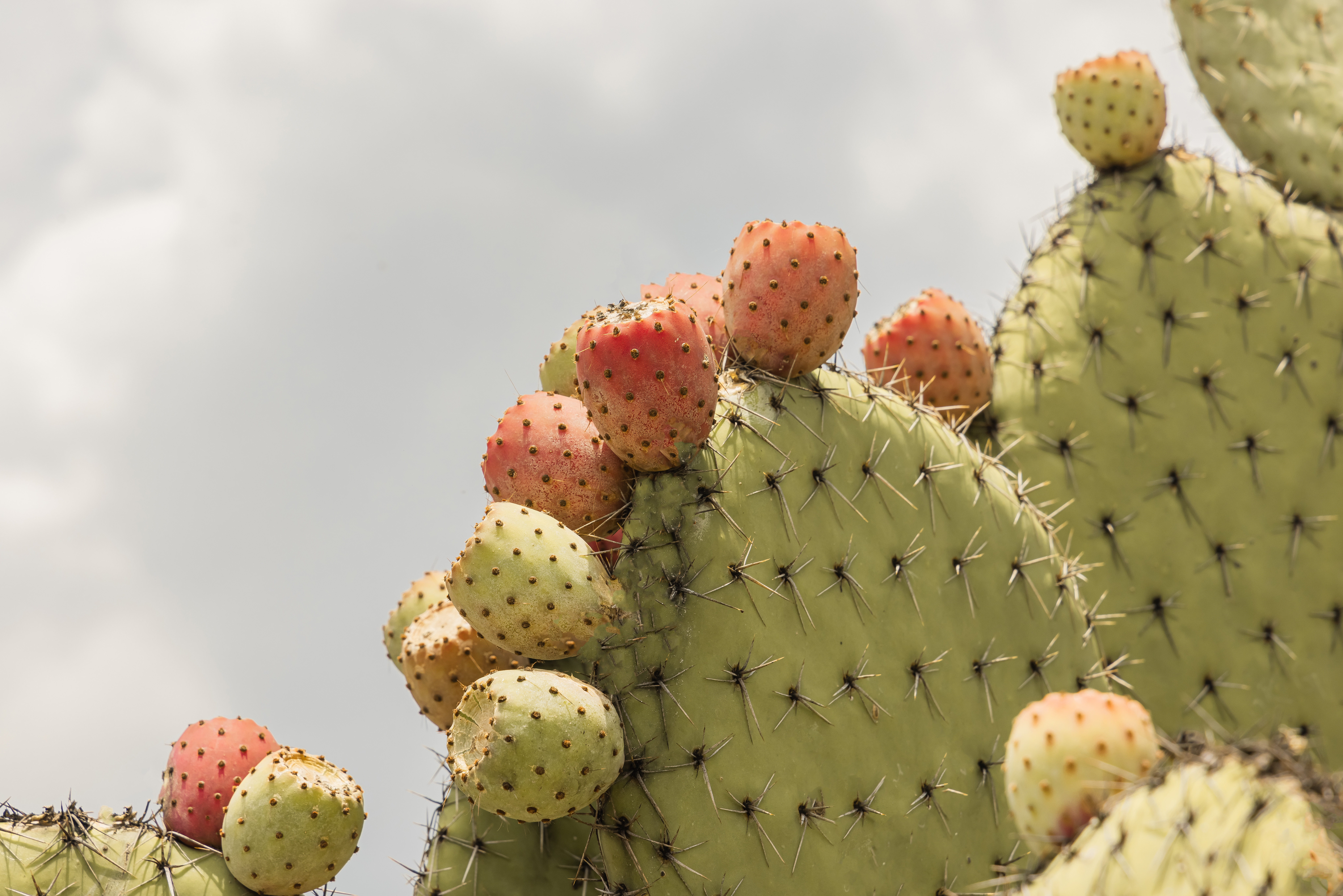 Prickly pear paddle cactus with cactus fruit