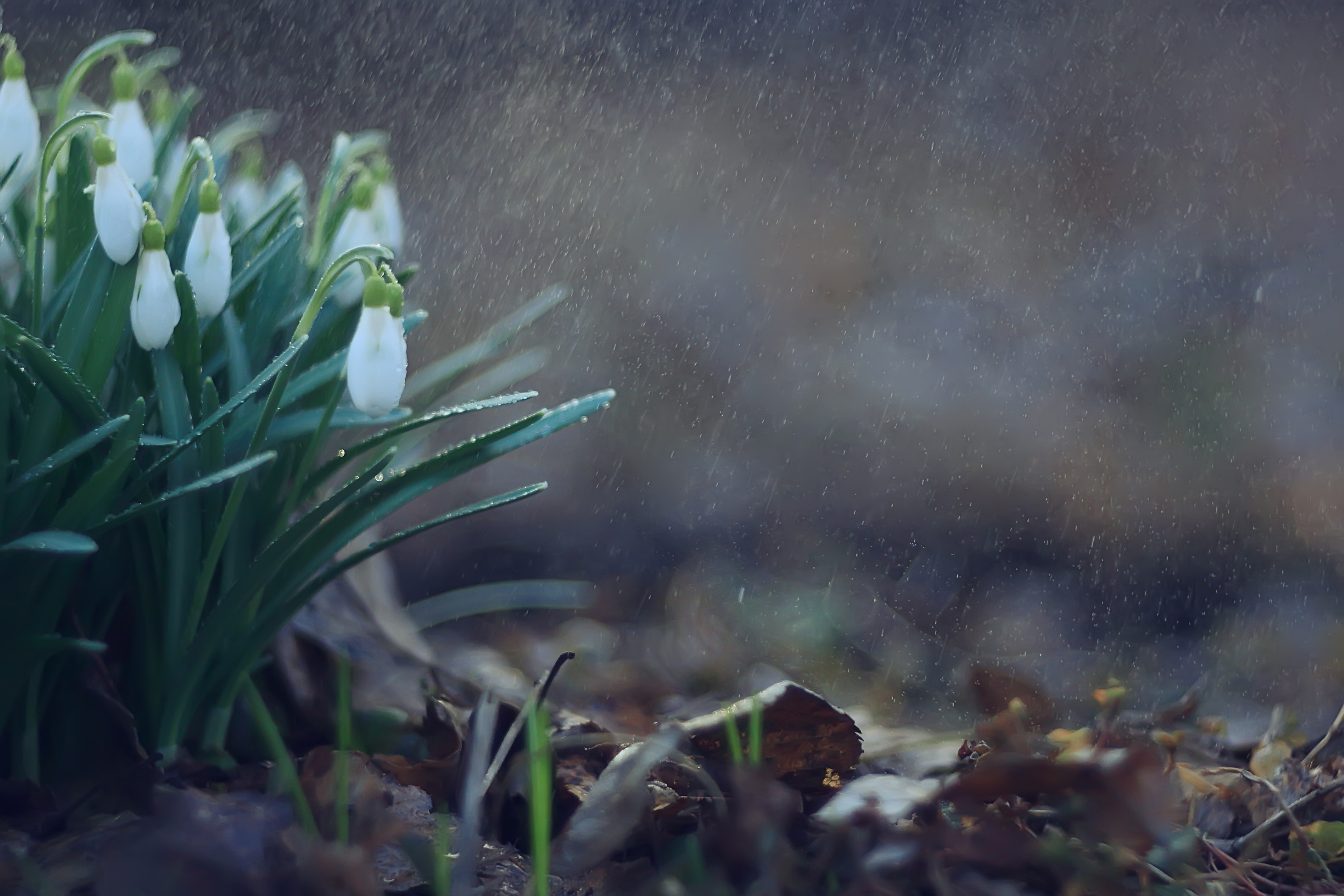 Spring flowers in a rainstorm