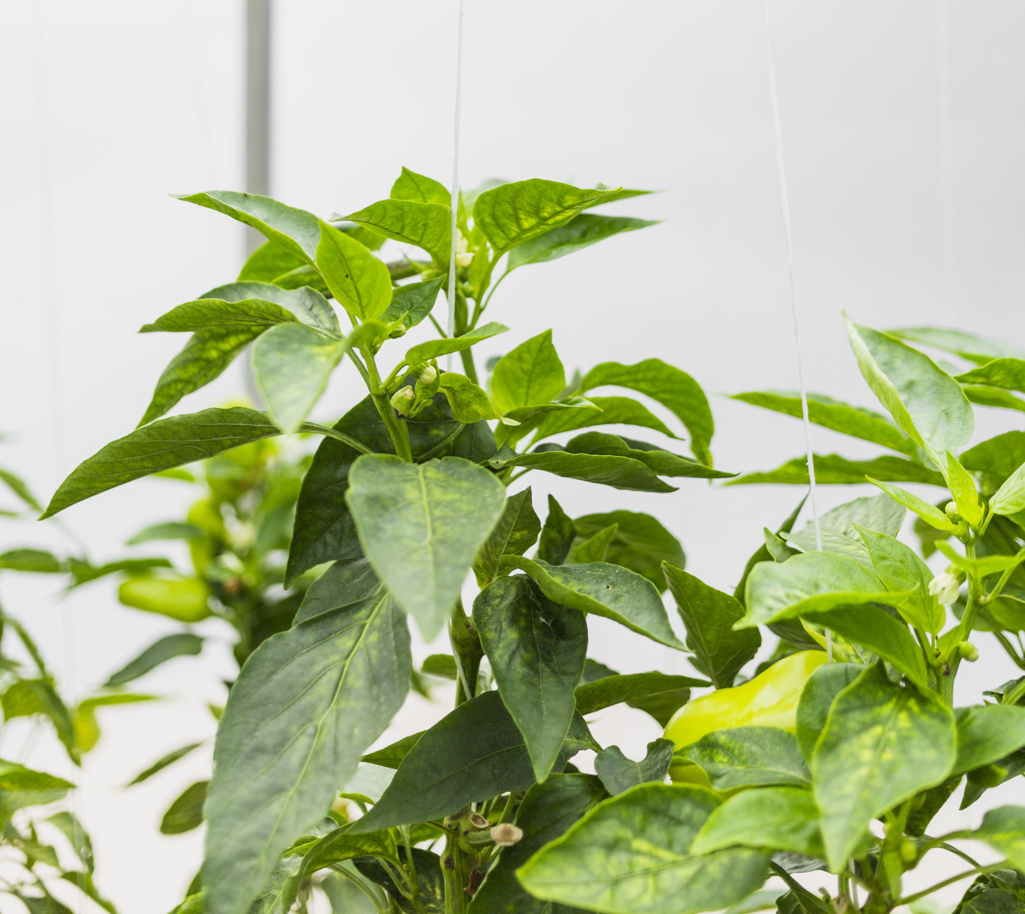 Peppers growing in a greenhouse