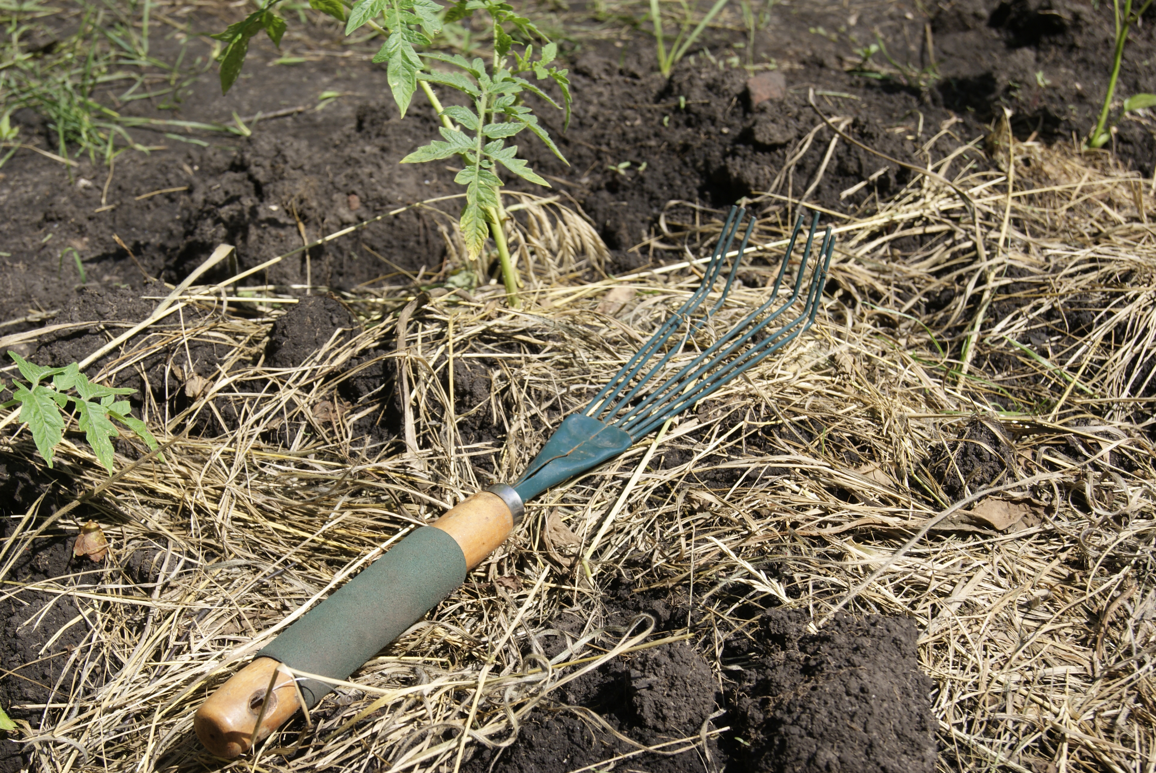Mulch can improve soil structure and add nutrients.