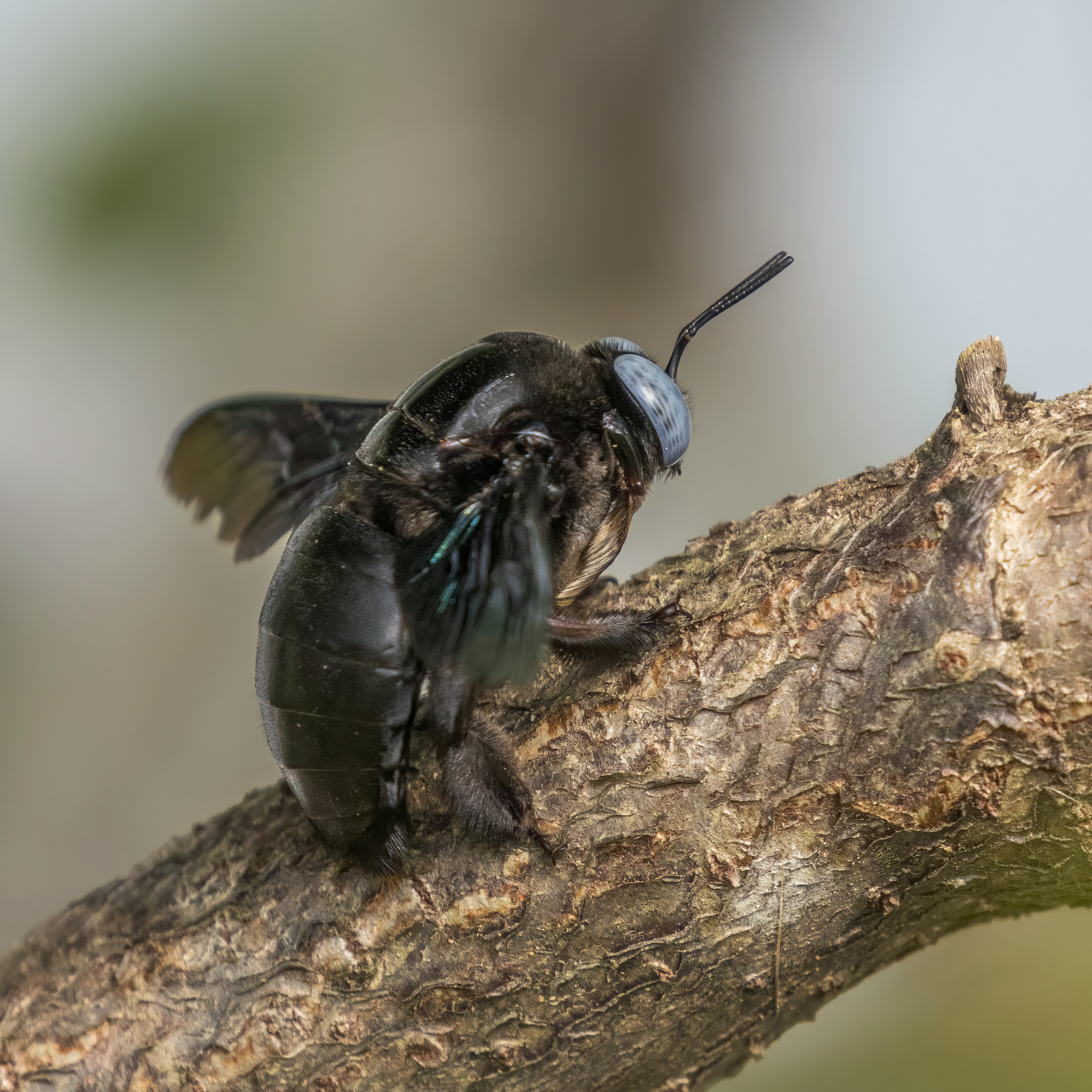 Tropical Carpenter Bee