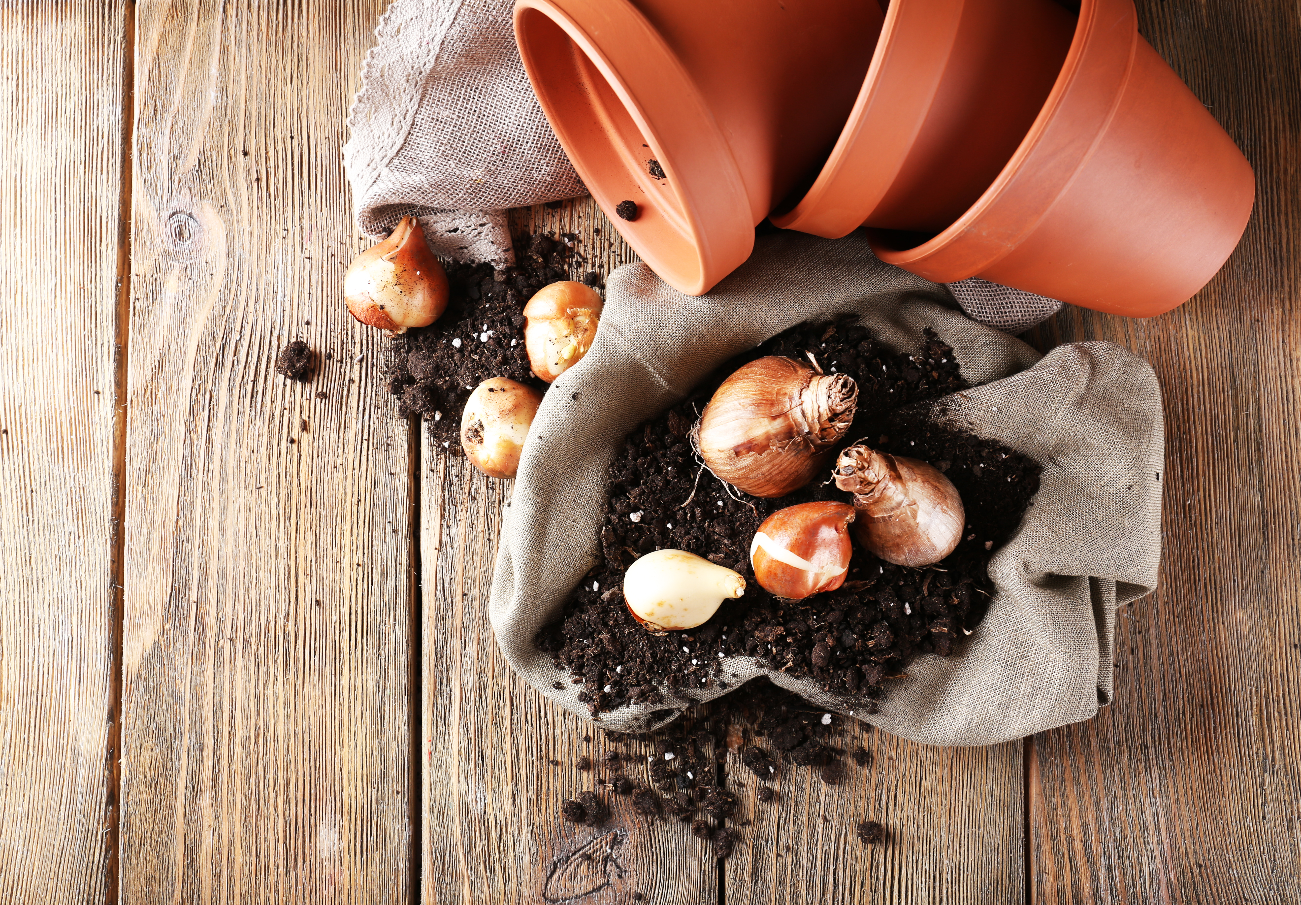 Flower bulbs next to a pot and potting soil with a burlap sack