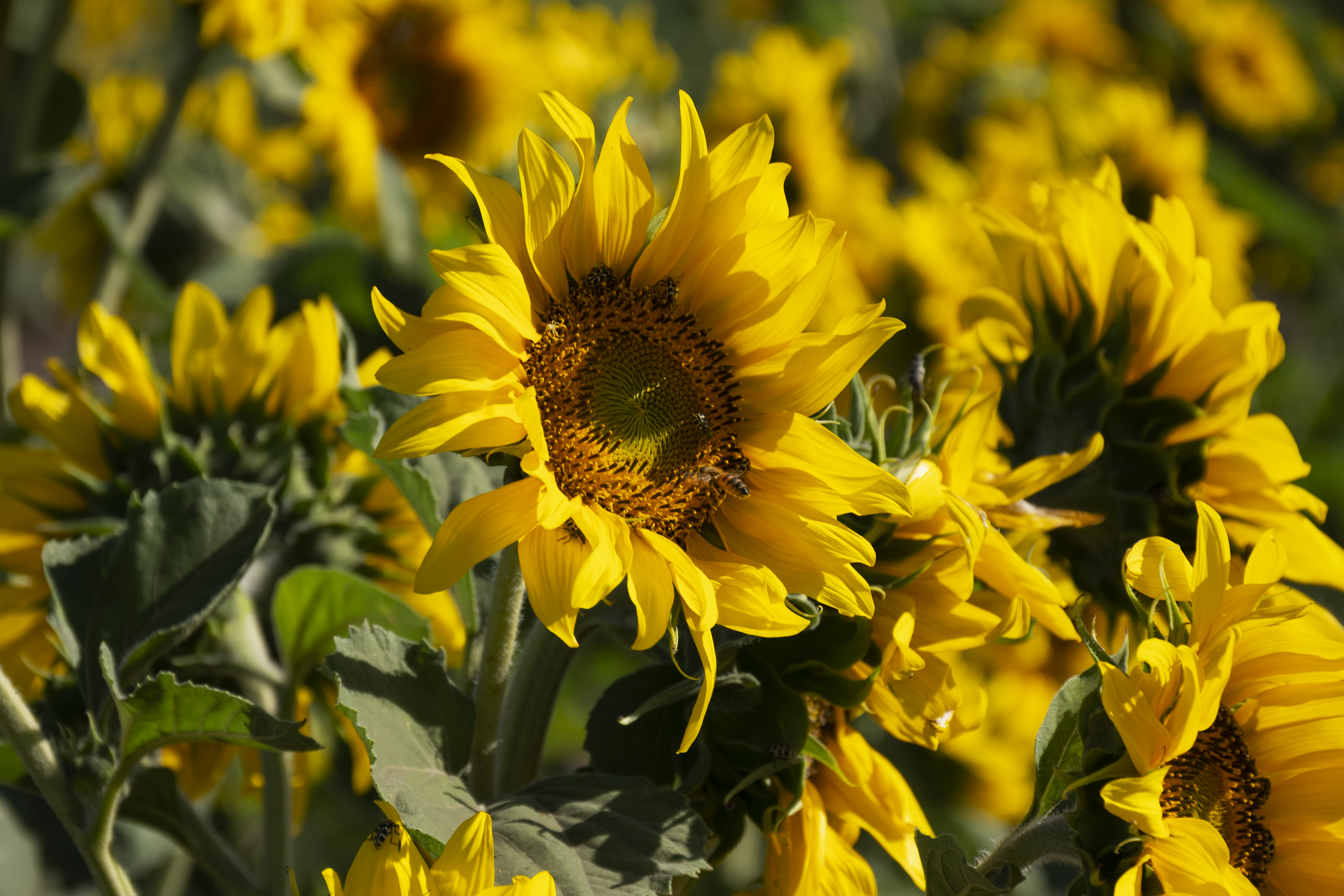 A vibrant display of sunflowers growing in tight clusters