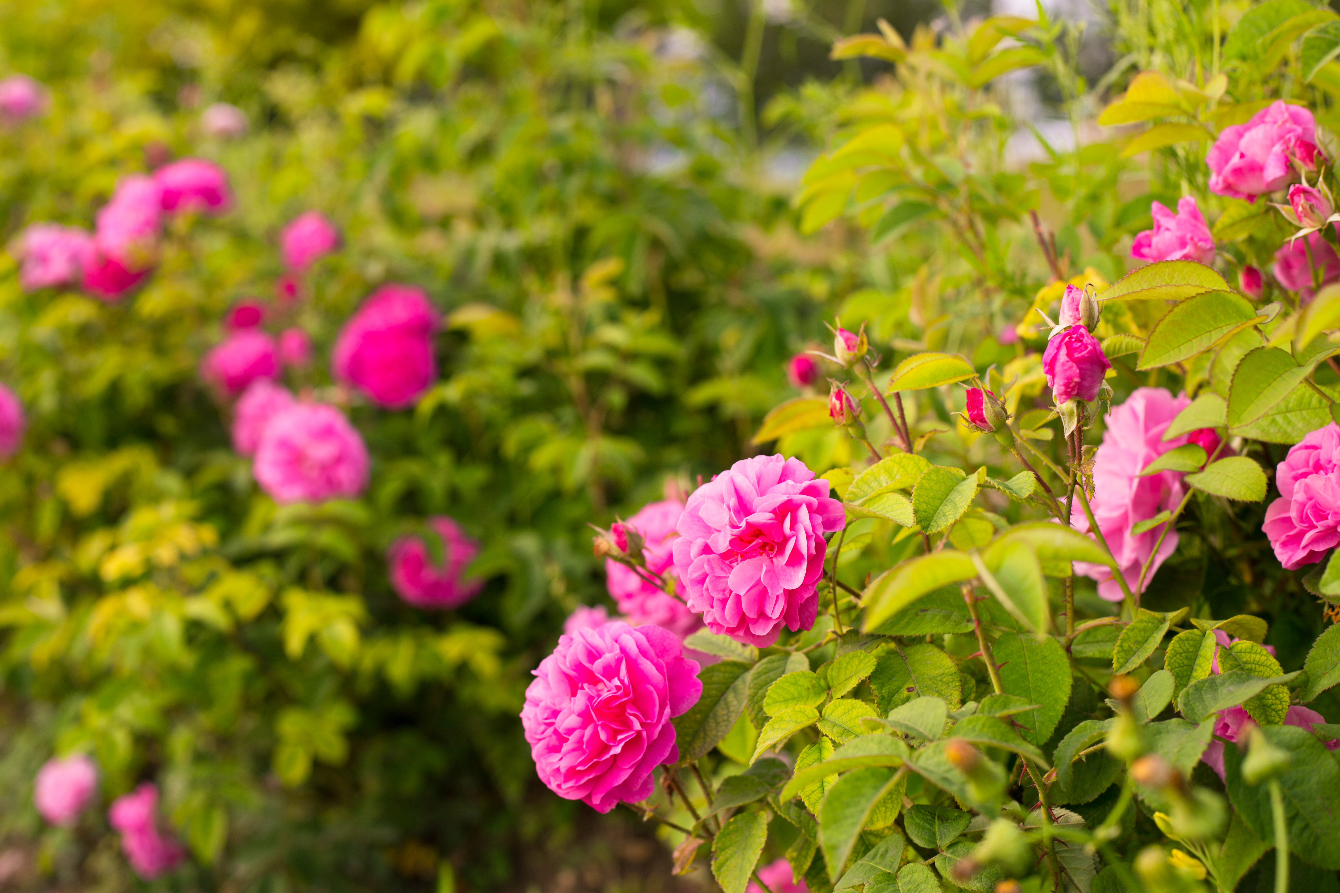 Pink roses in bloom on a large bushy shrub