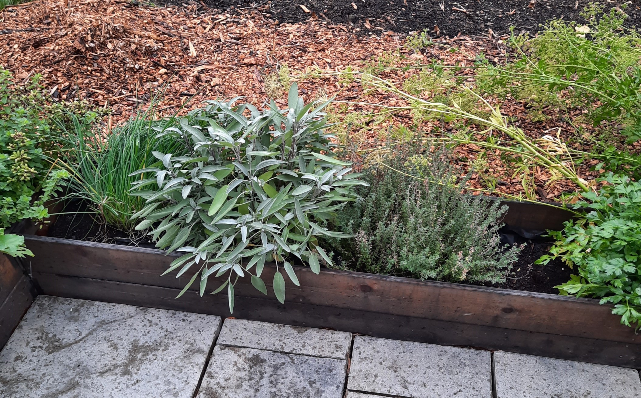 Various herb plants in a raised wooden garden bed