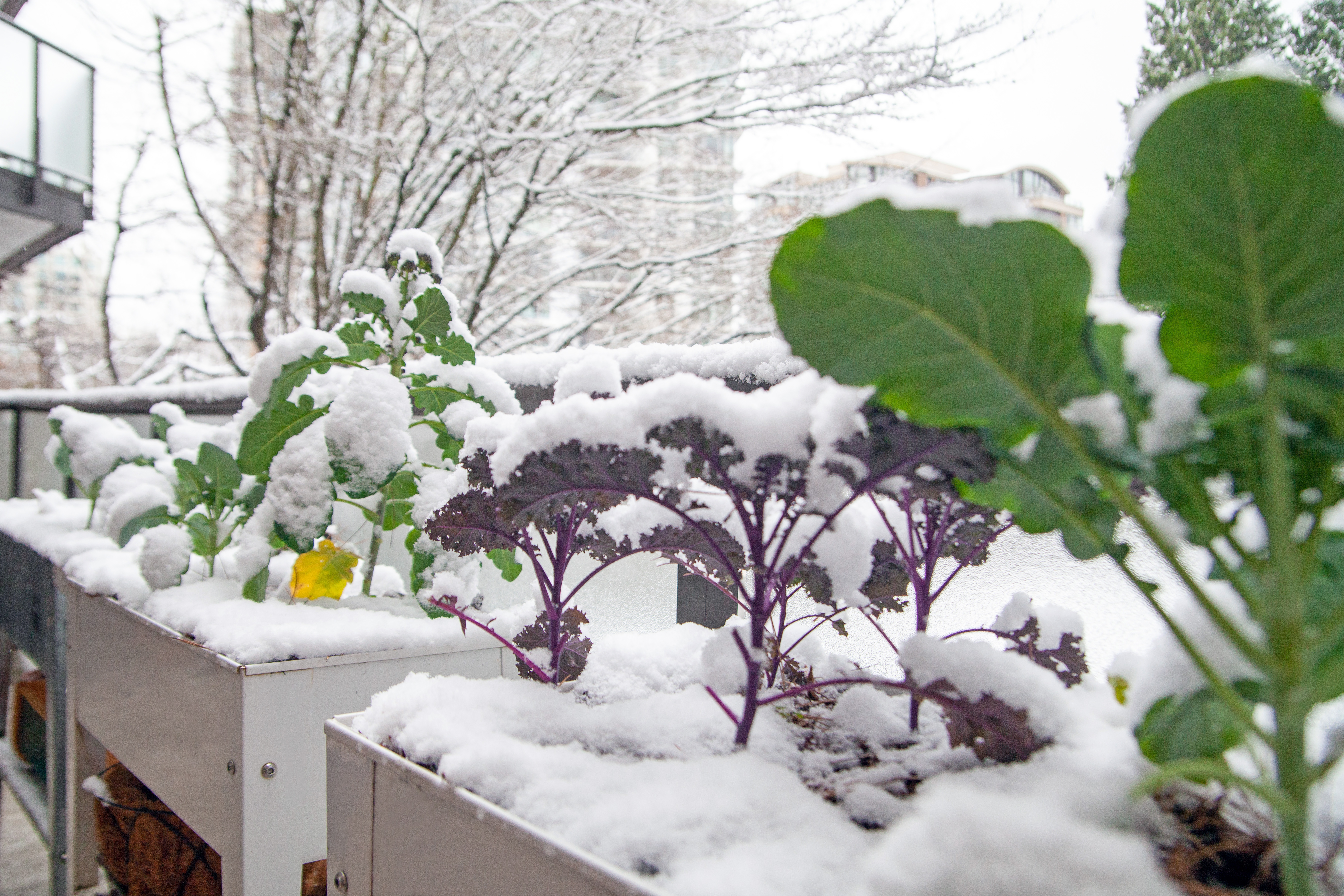 Snow covered vegetables