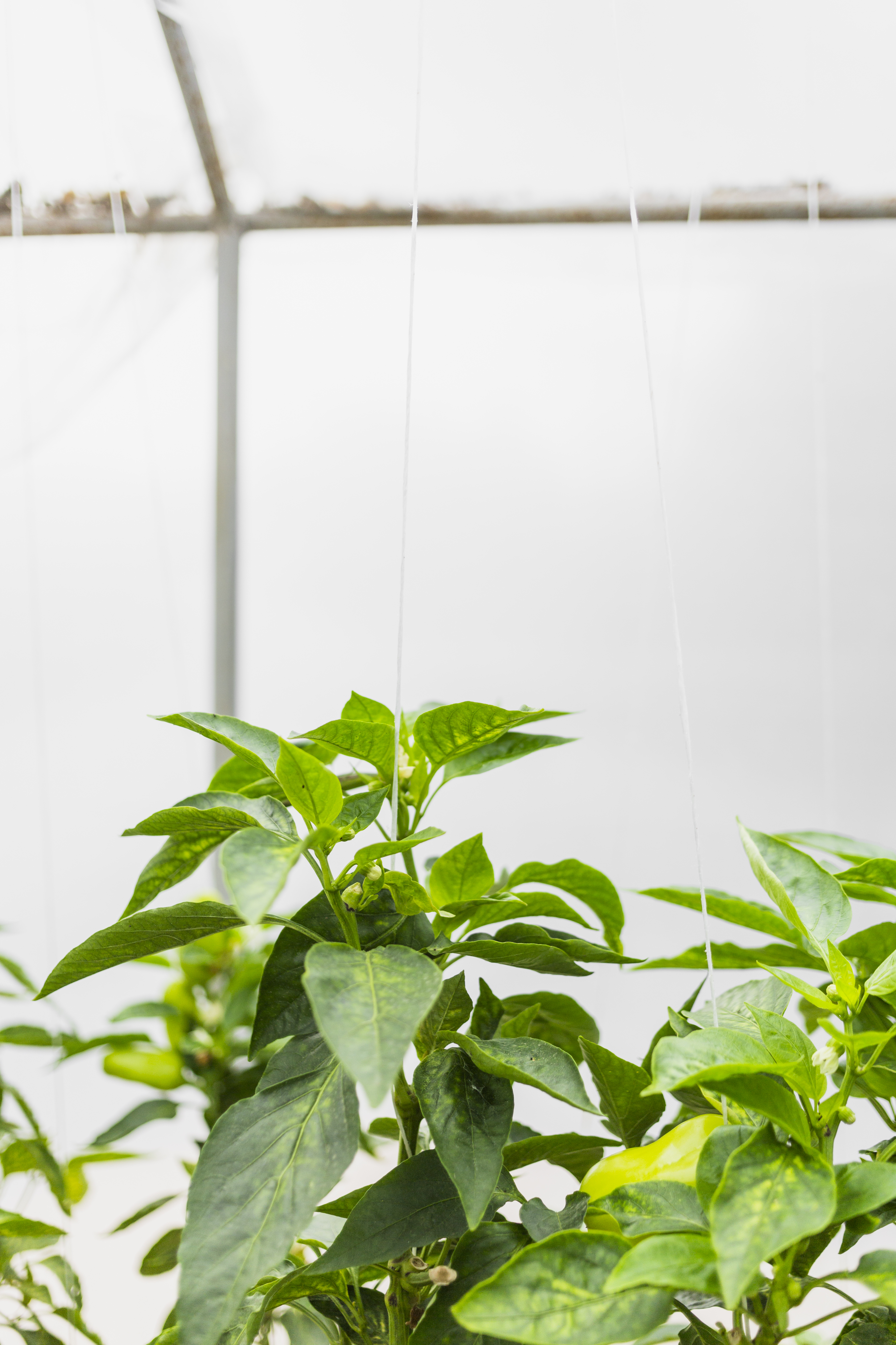 Plants growing inside a shady greenhouse covered with shade cloth