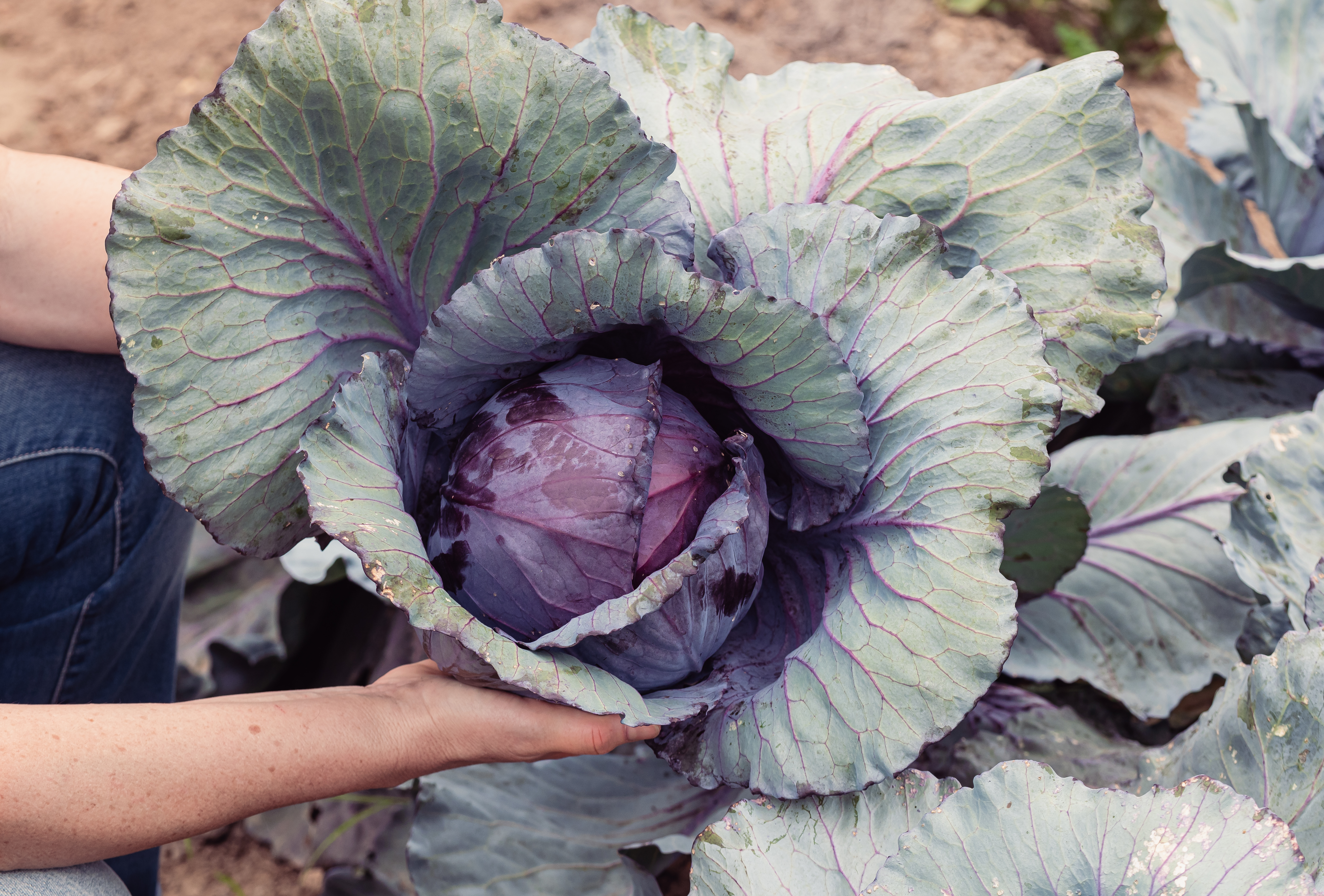 Person holding a purple cabbage with big leaves