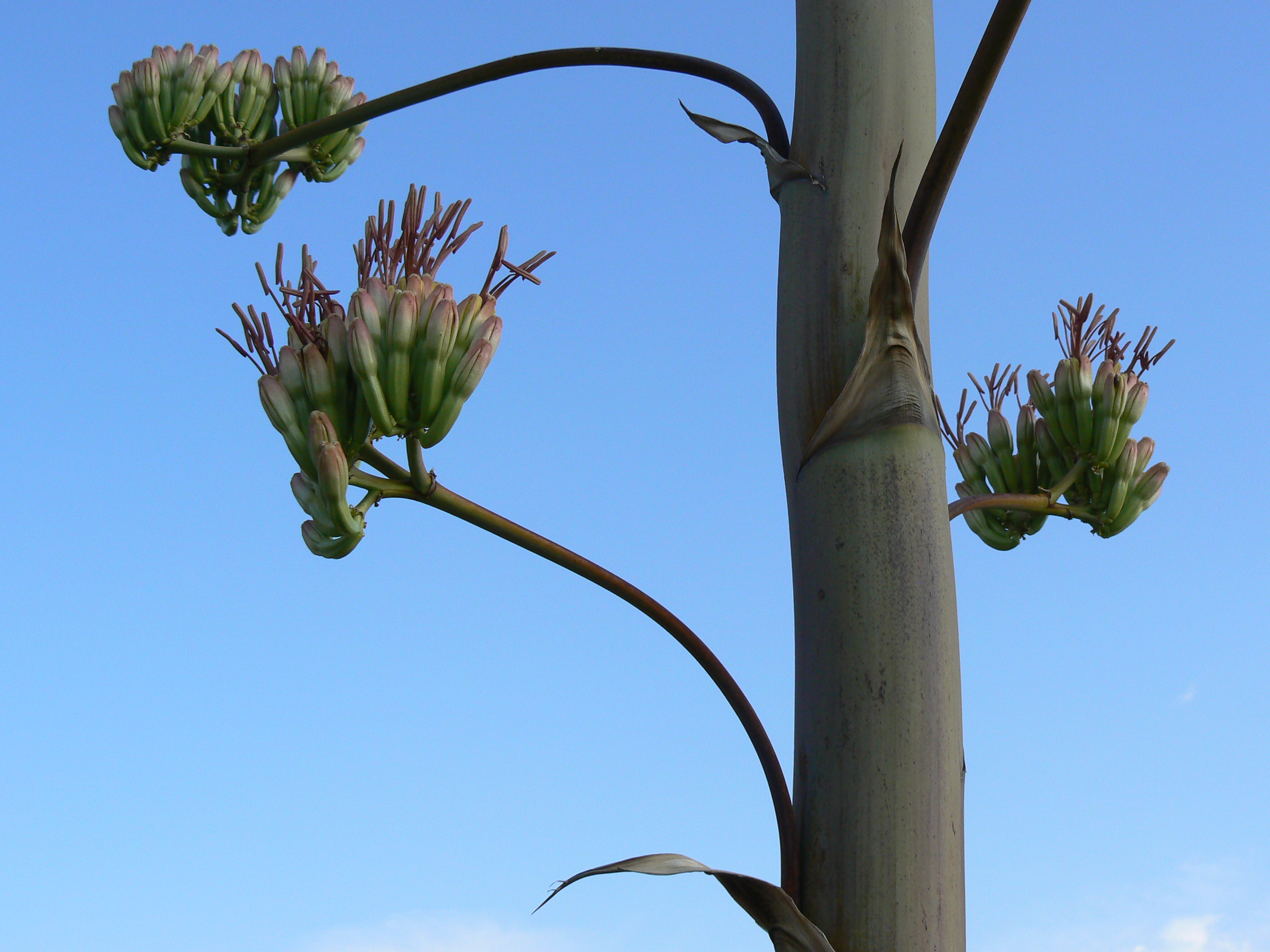 Tall agave stalk with seeds