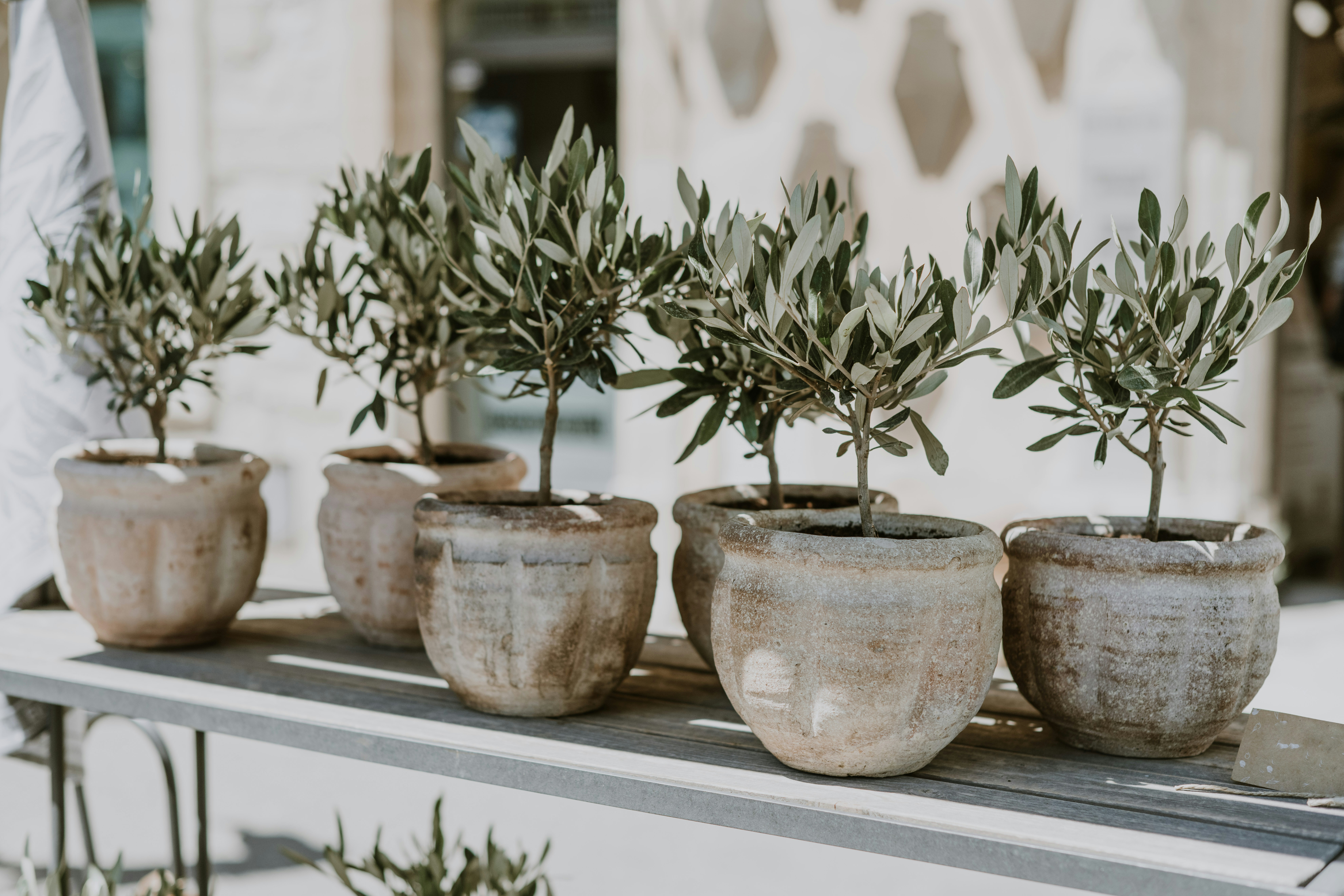 olive trees in little pots