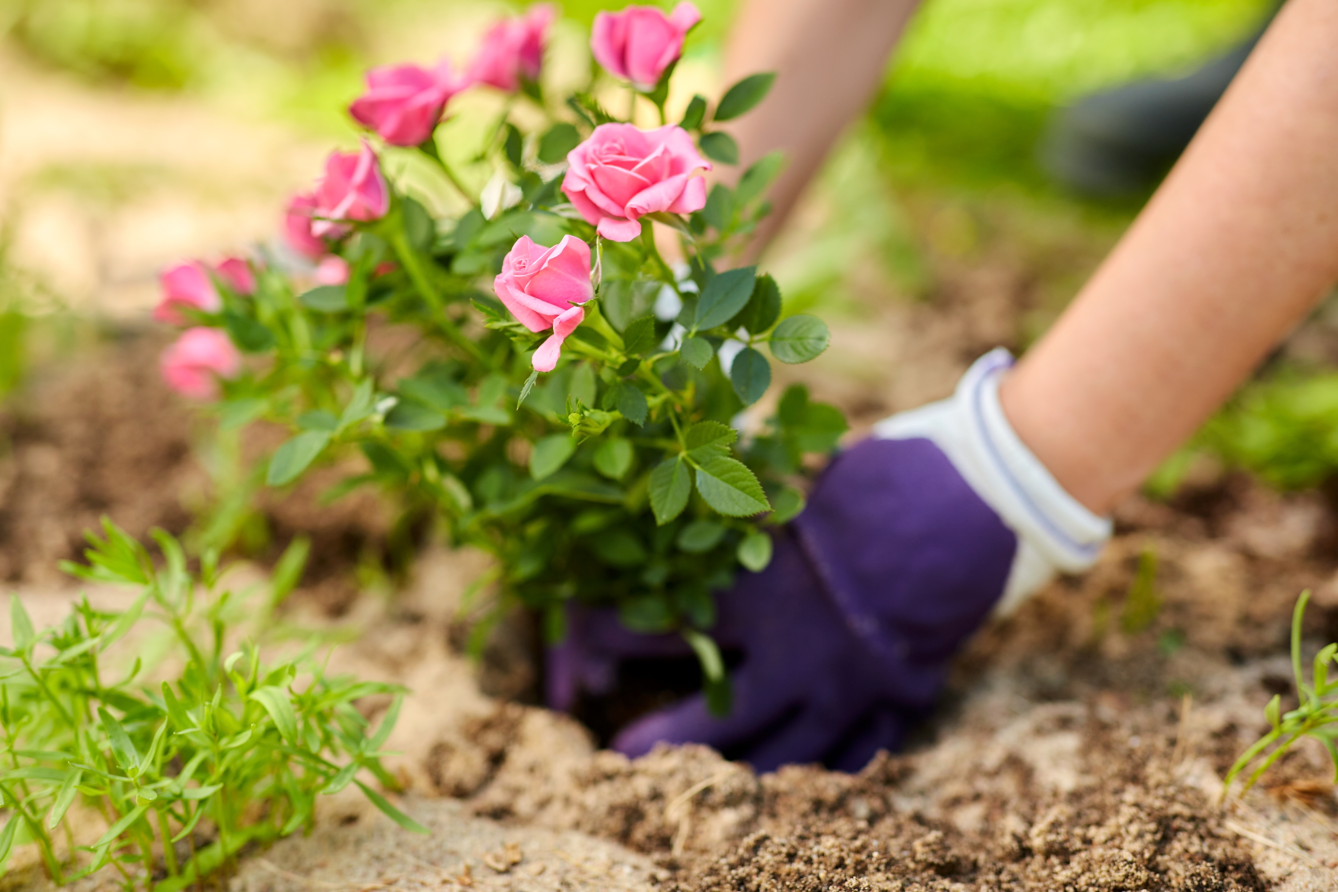 Pink roses being planted in the garden