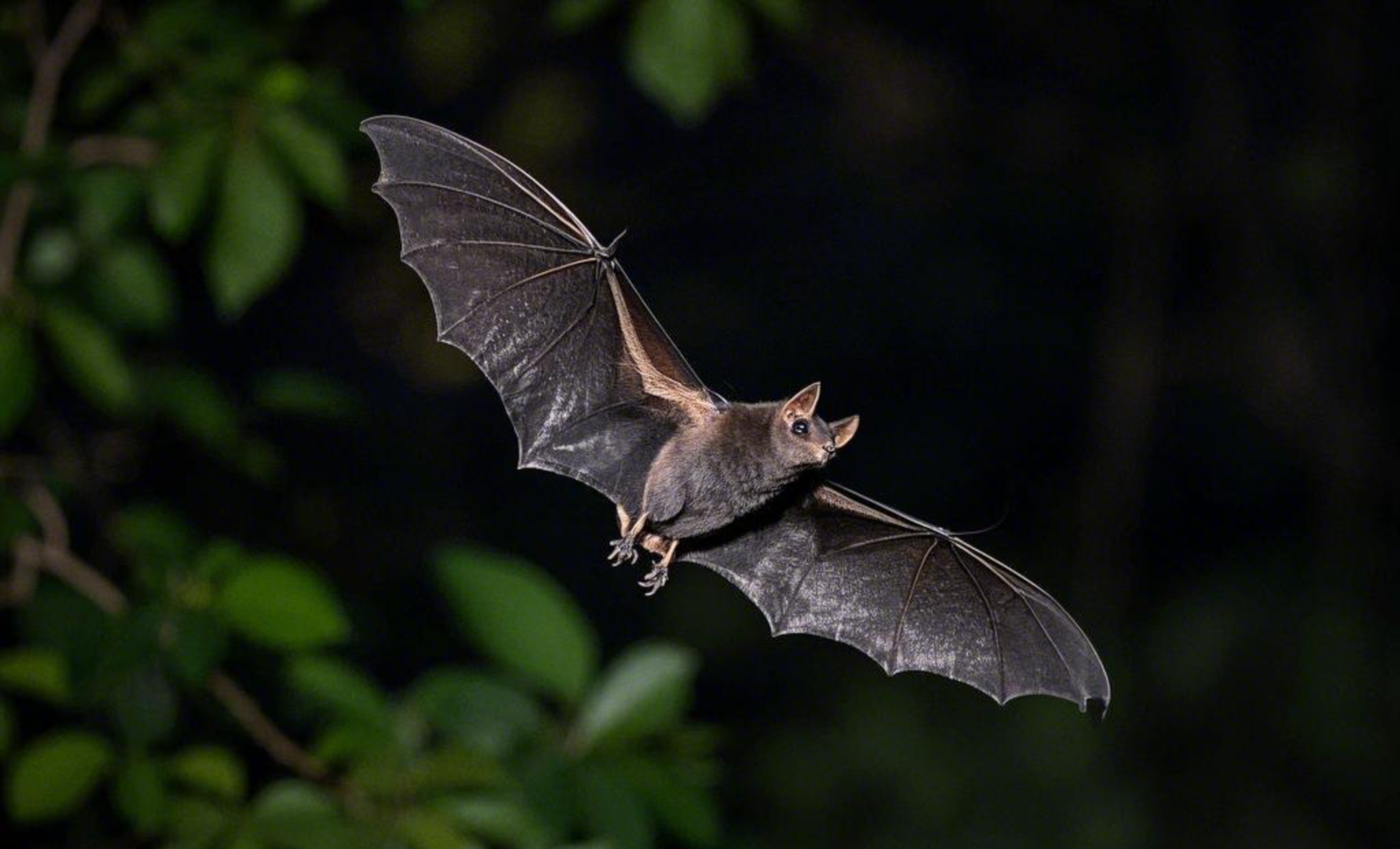 Flying bat at night near a large, leafy shrub.