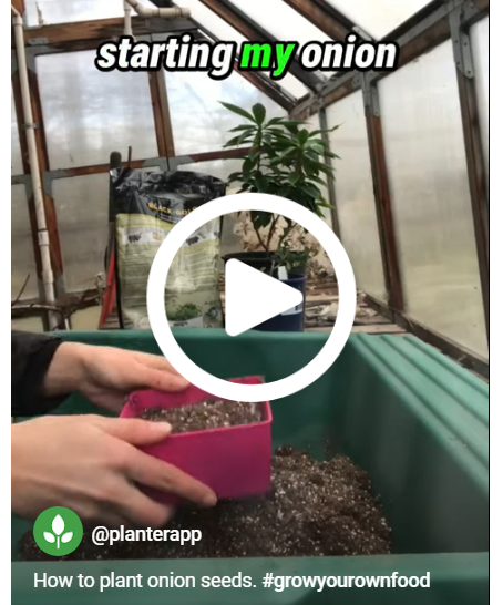 A screenshot of the how to plant onion seeds YouTube short