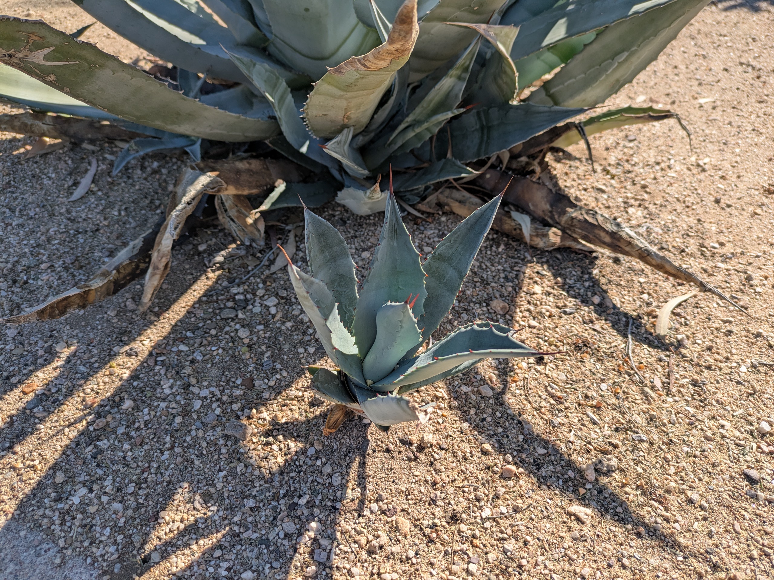 Mother agave plant with young pup
