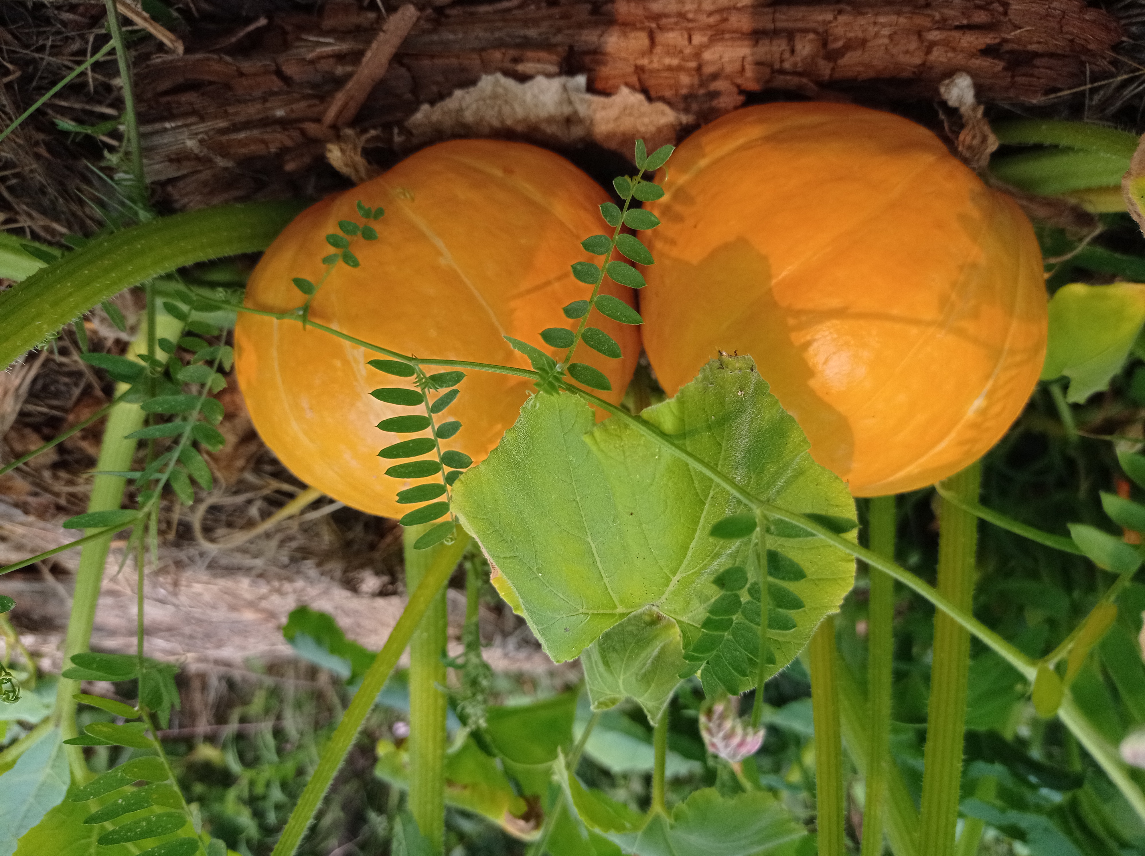 Orange pumpkins ready to harvest in the fall.