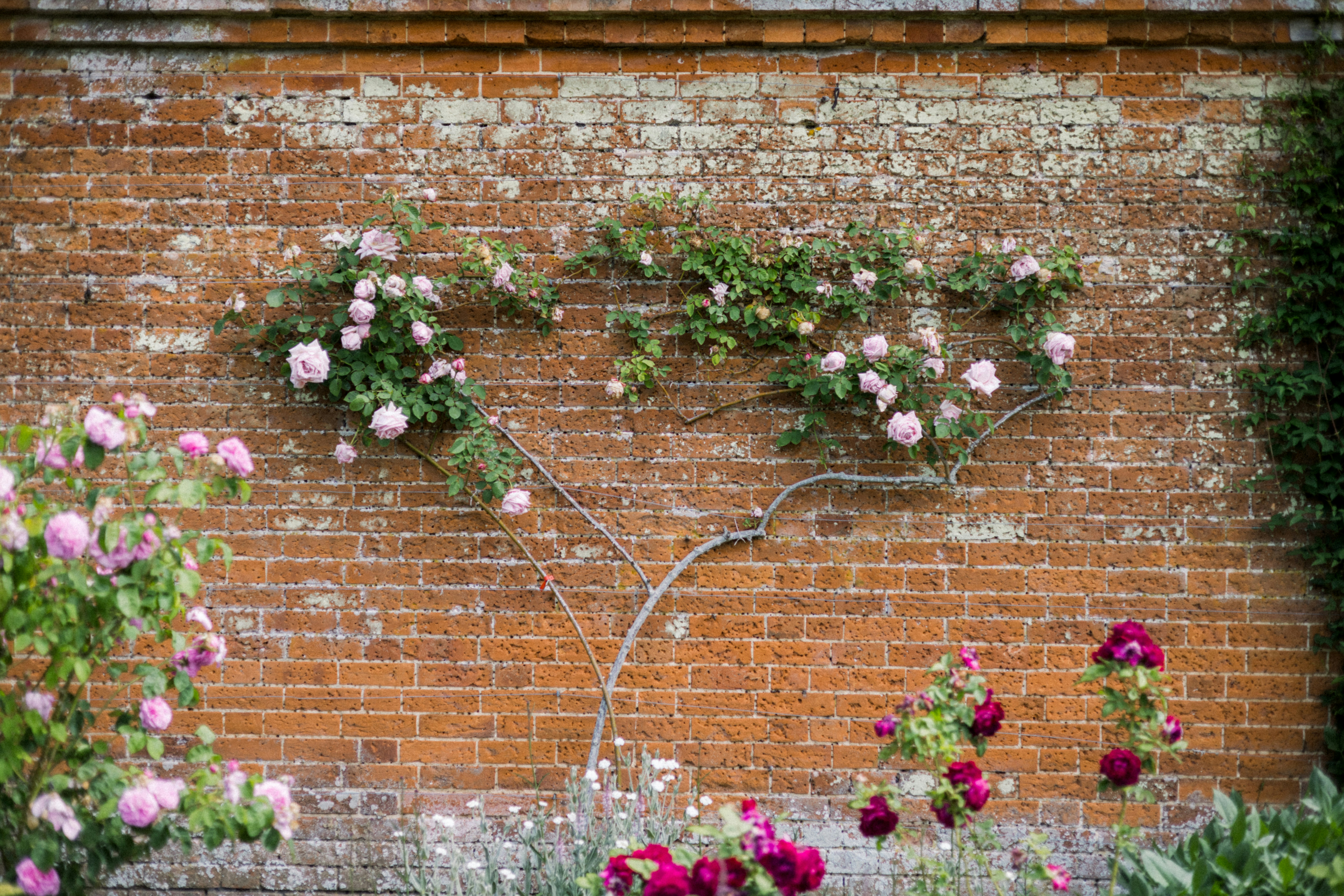 roses growing on a brick wall