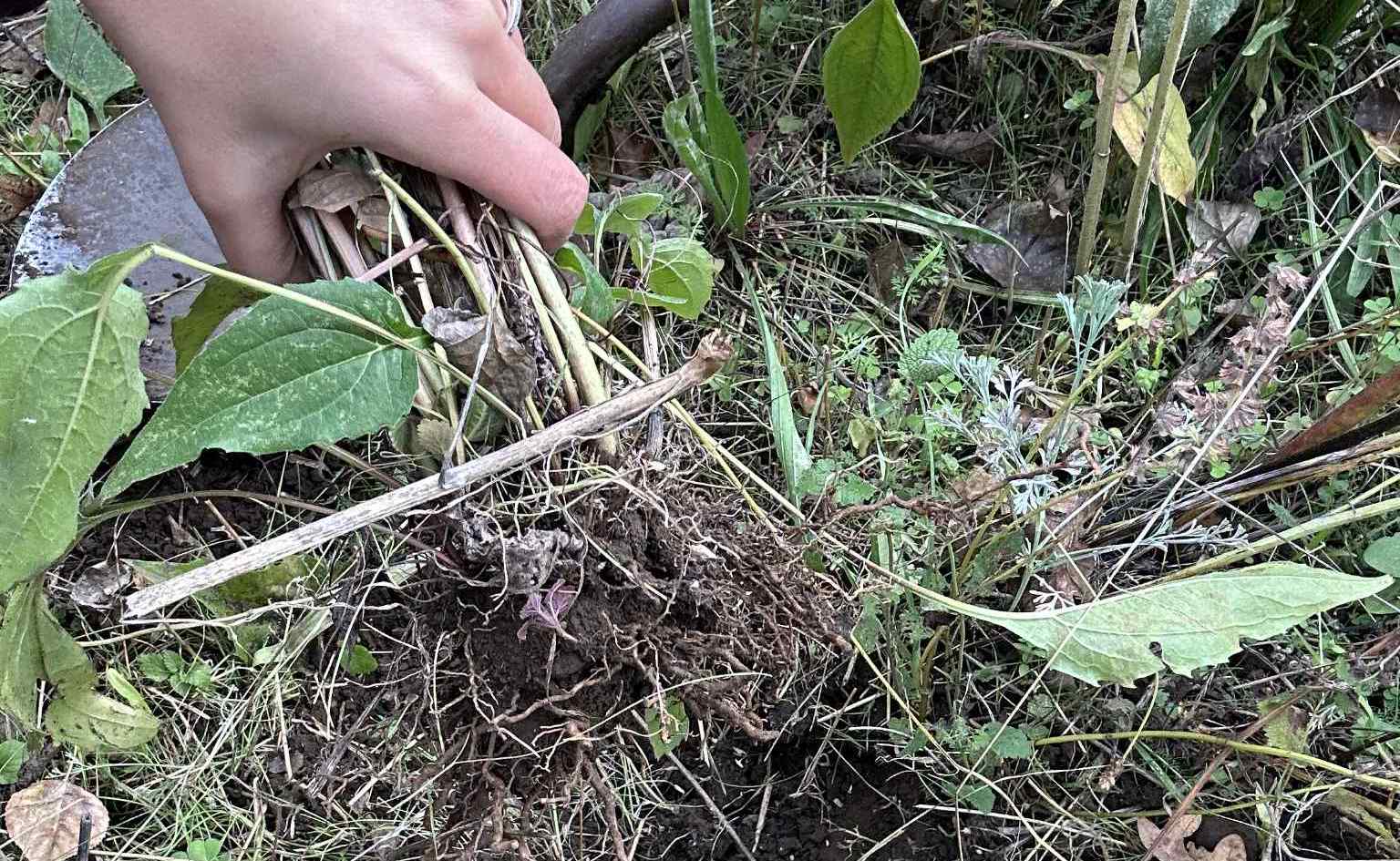 Echinacea plant dug up for its roots