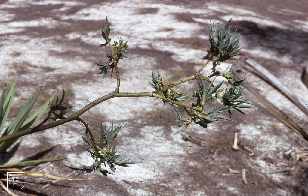 
"[Agave americana bulbils on short stem](https://www.flickr.com/photos/139791896@N06/37603052852)" by [Mary Gillham Archive Project](https://www.flickr.com/photos/139791896@N06) is licensed under [CC BY 2.0](https://creativecommons.org/licenses/by/2.0/?ref=openverse).