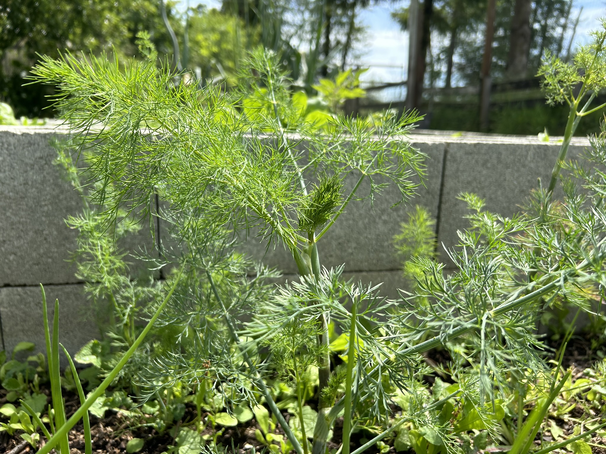dill plant in the garden