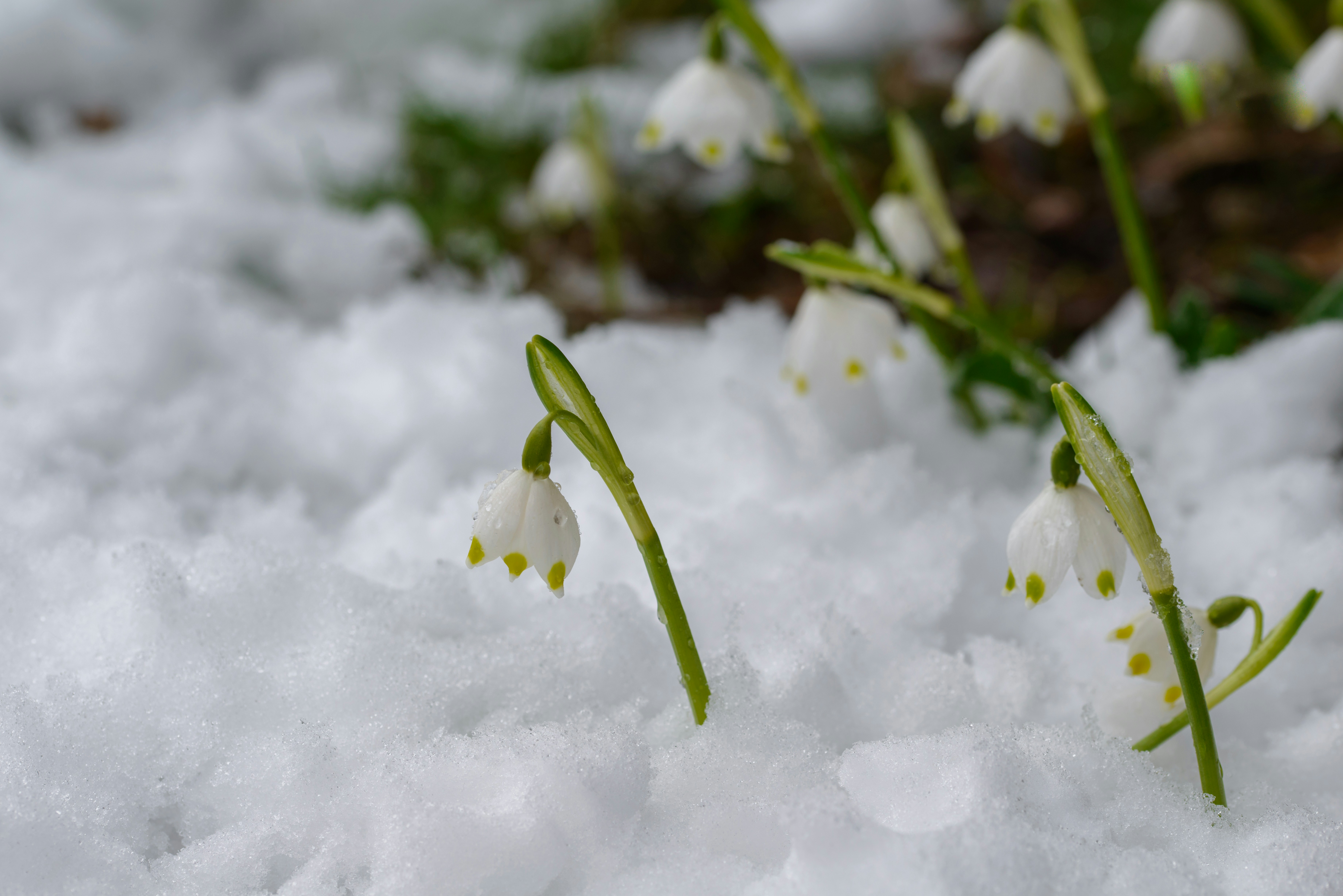 snowdrops in the snow in bloom