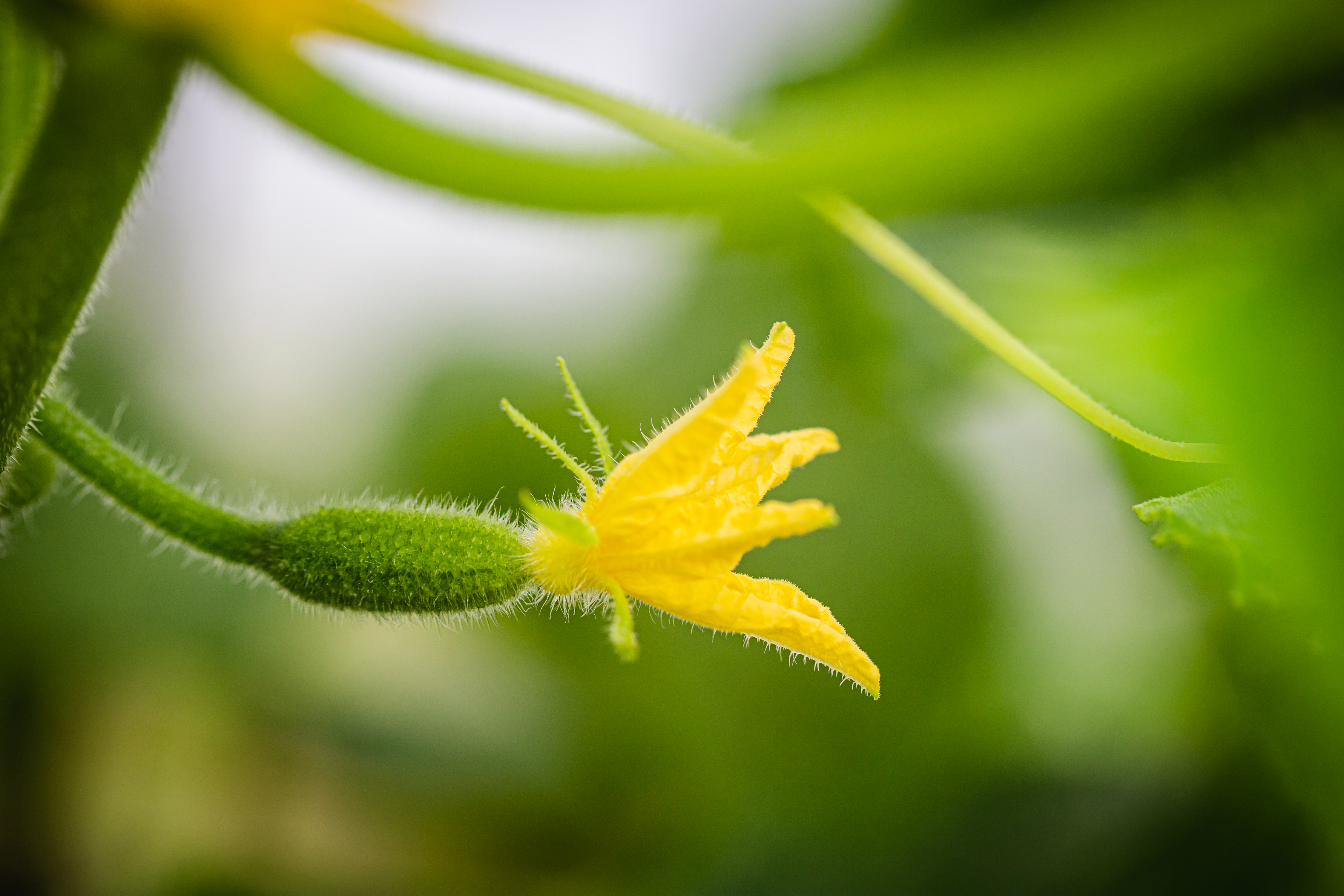 Yellow tomato flower