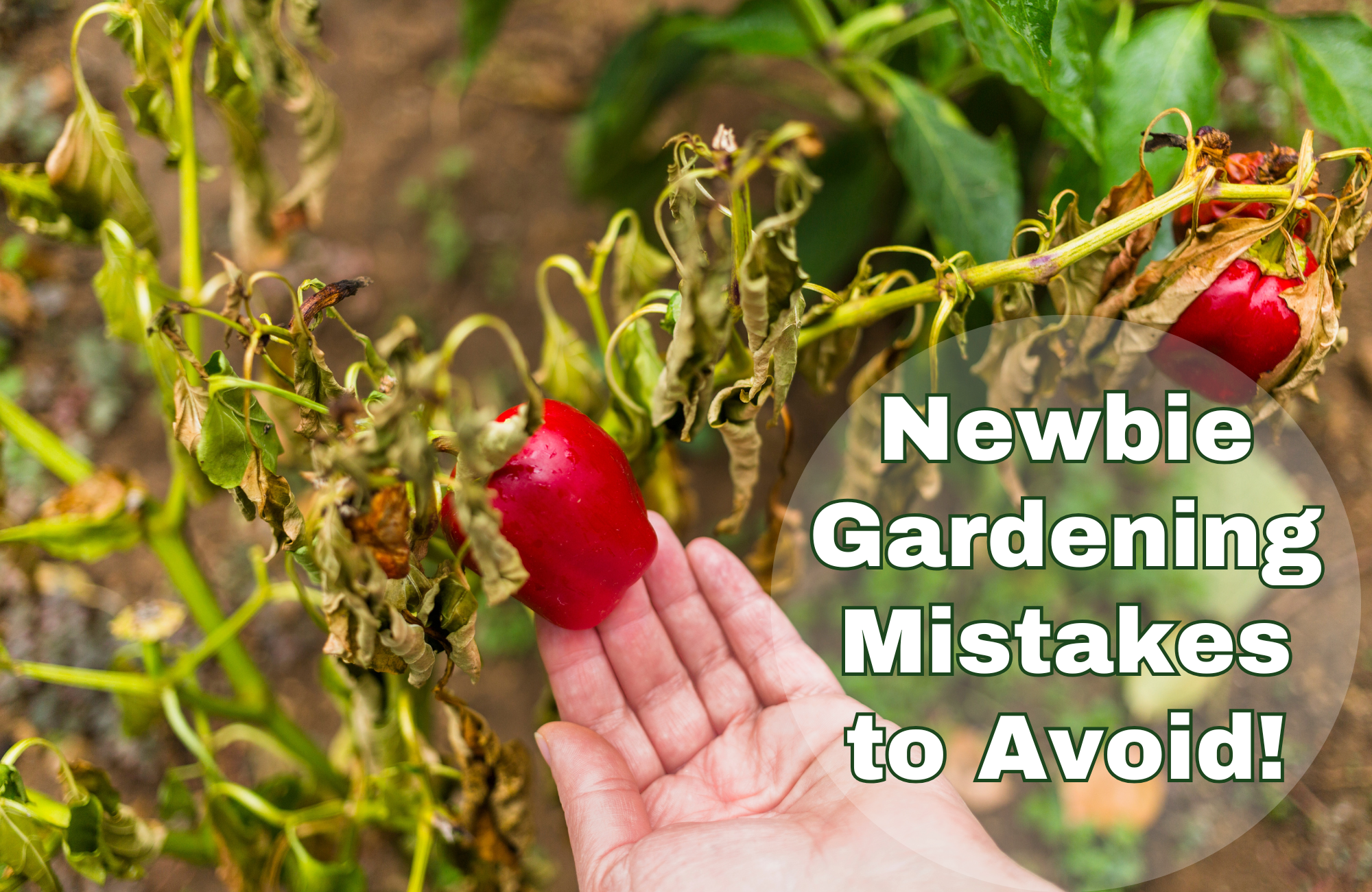 A wilted pepper plant with a hand holding a small red pepper and the text "Newbie Gardening Mistakes to Avoid"