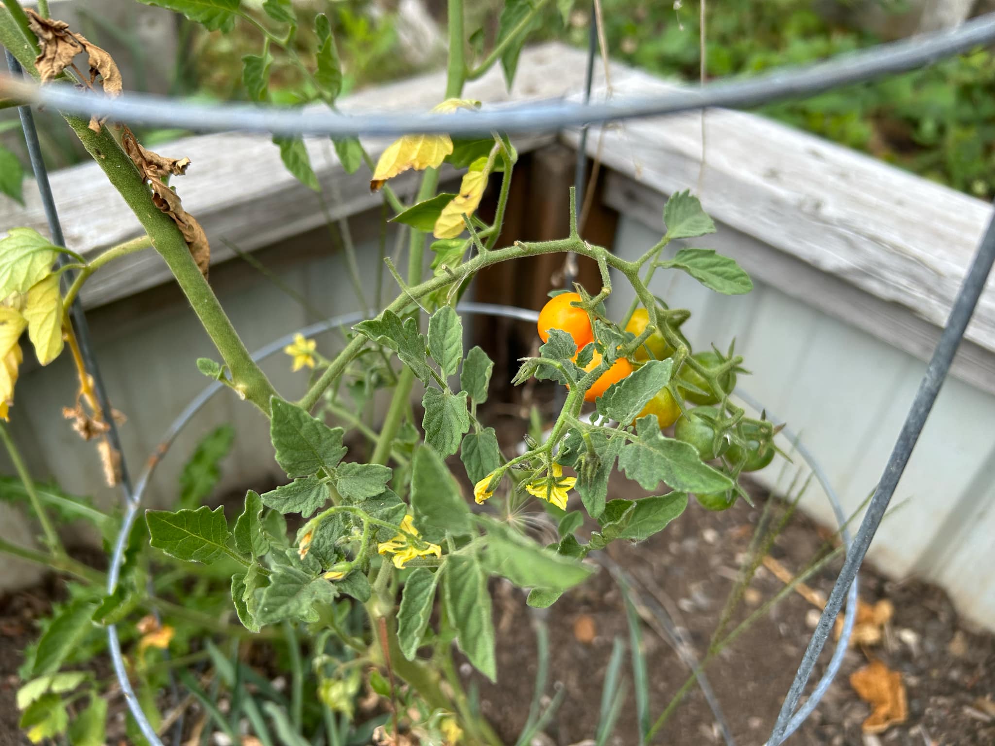 Cherry tomato plant 