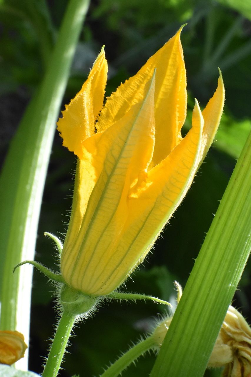 Bright yellow male cucurbit flower 