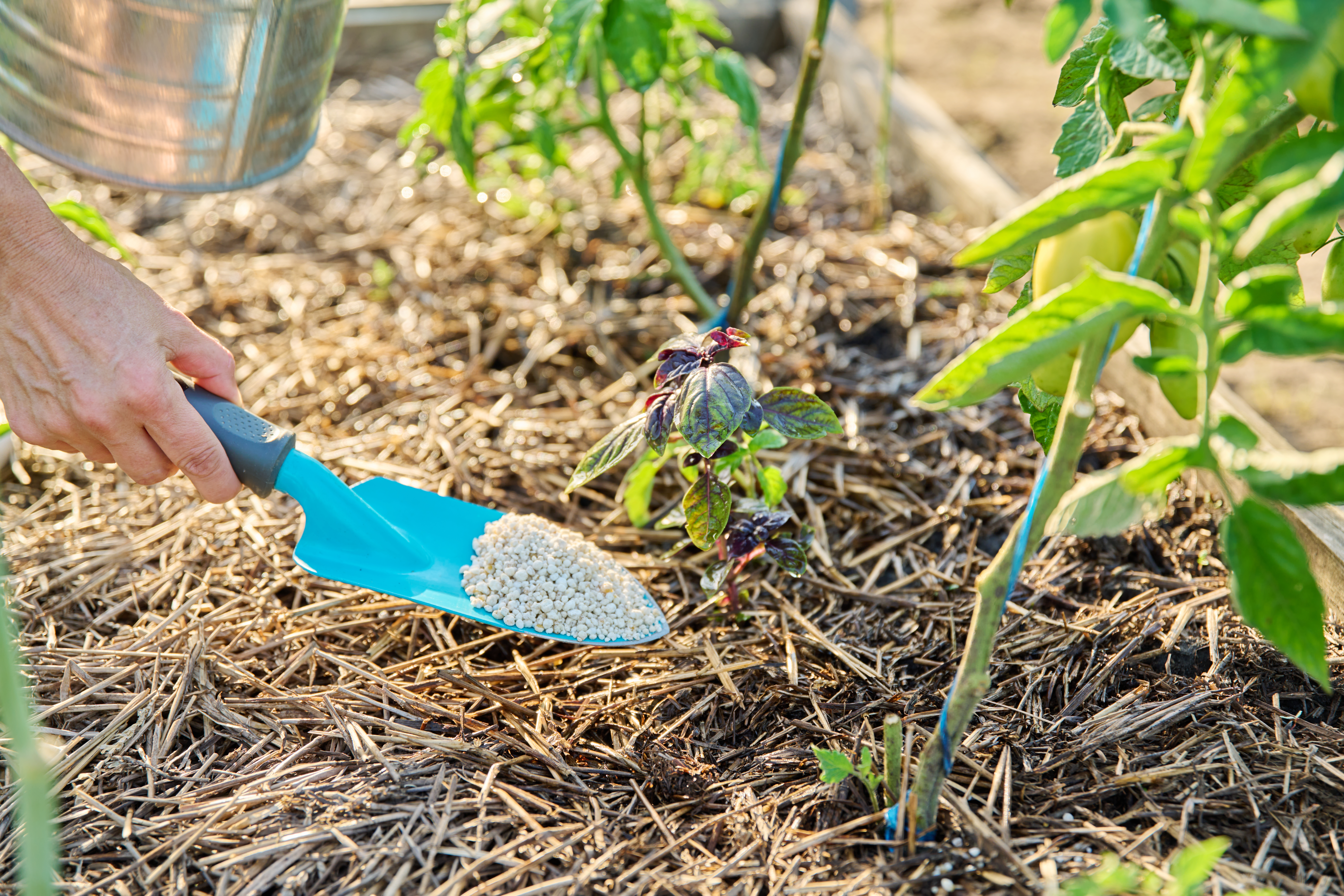 Granular fertilizer being applied by hand to young tomato plants in a raised bed