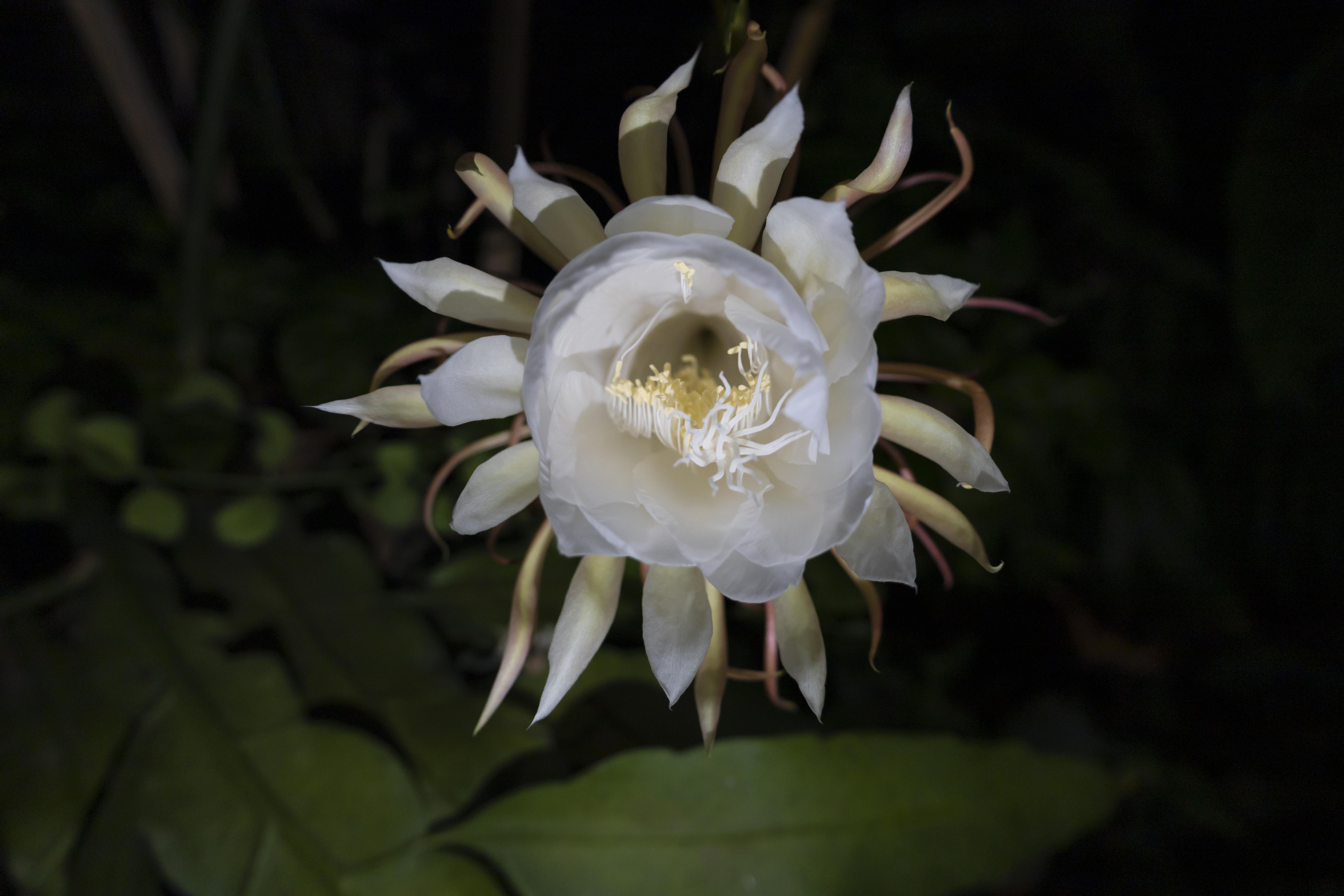 Night Blooming Cereus cactus flower