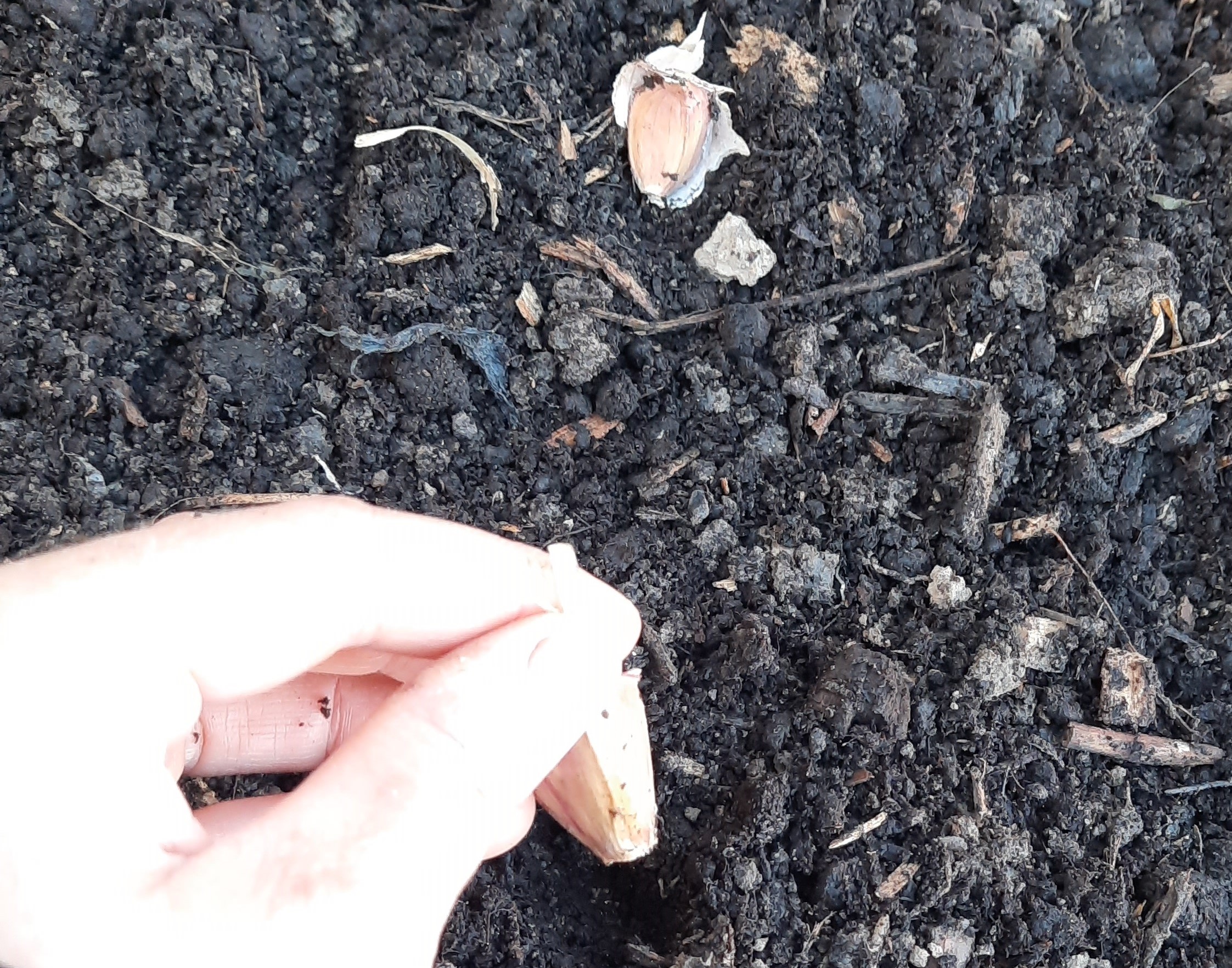 A hand arranging garlic cloves on the soil surface