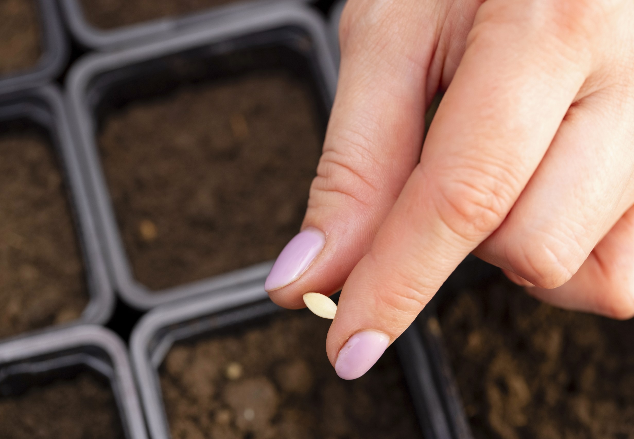 A hand planting cucumber seeds into black plastic pots filled with growing medium