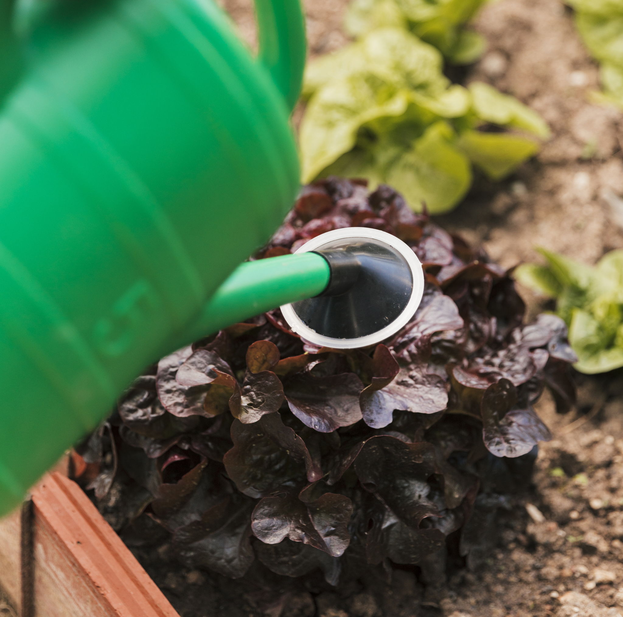 Spot watering plants with a watering can