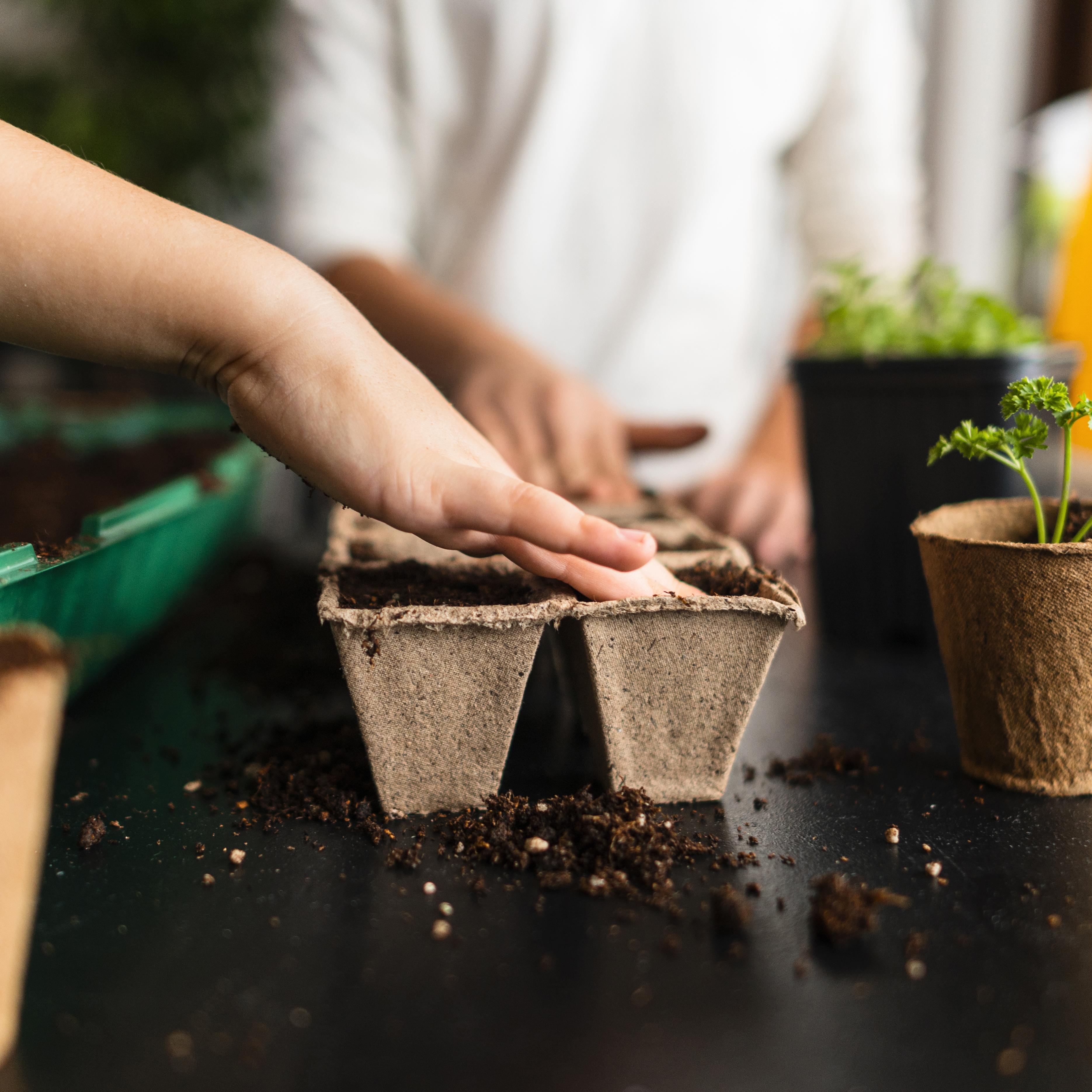Biodegradable seed tray full of compost with seeds being pressed into the surface of the soil
