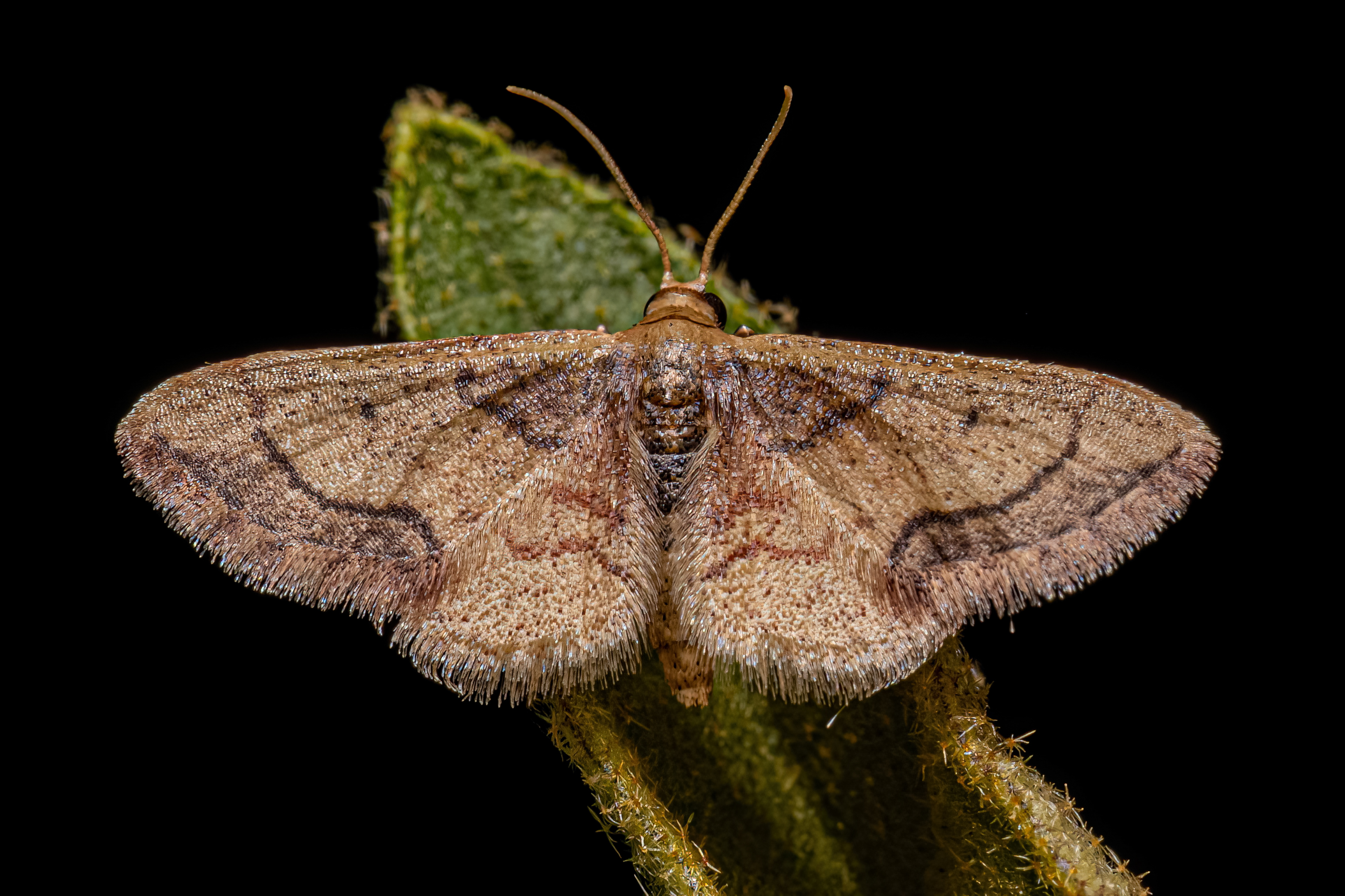 Adult geometer moth