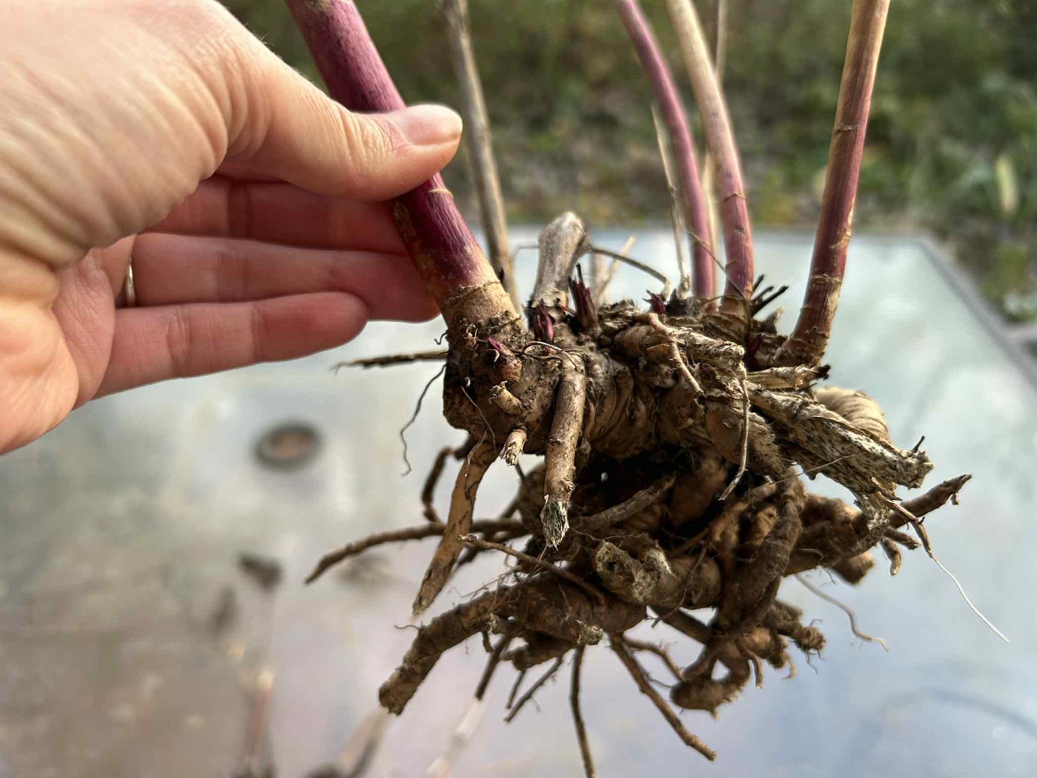Close-up of a marshmallow plant roots