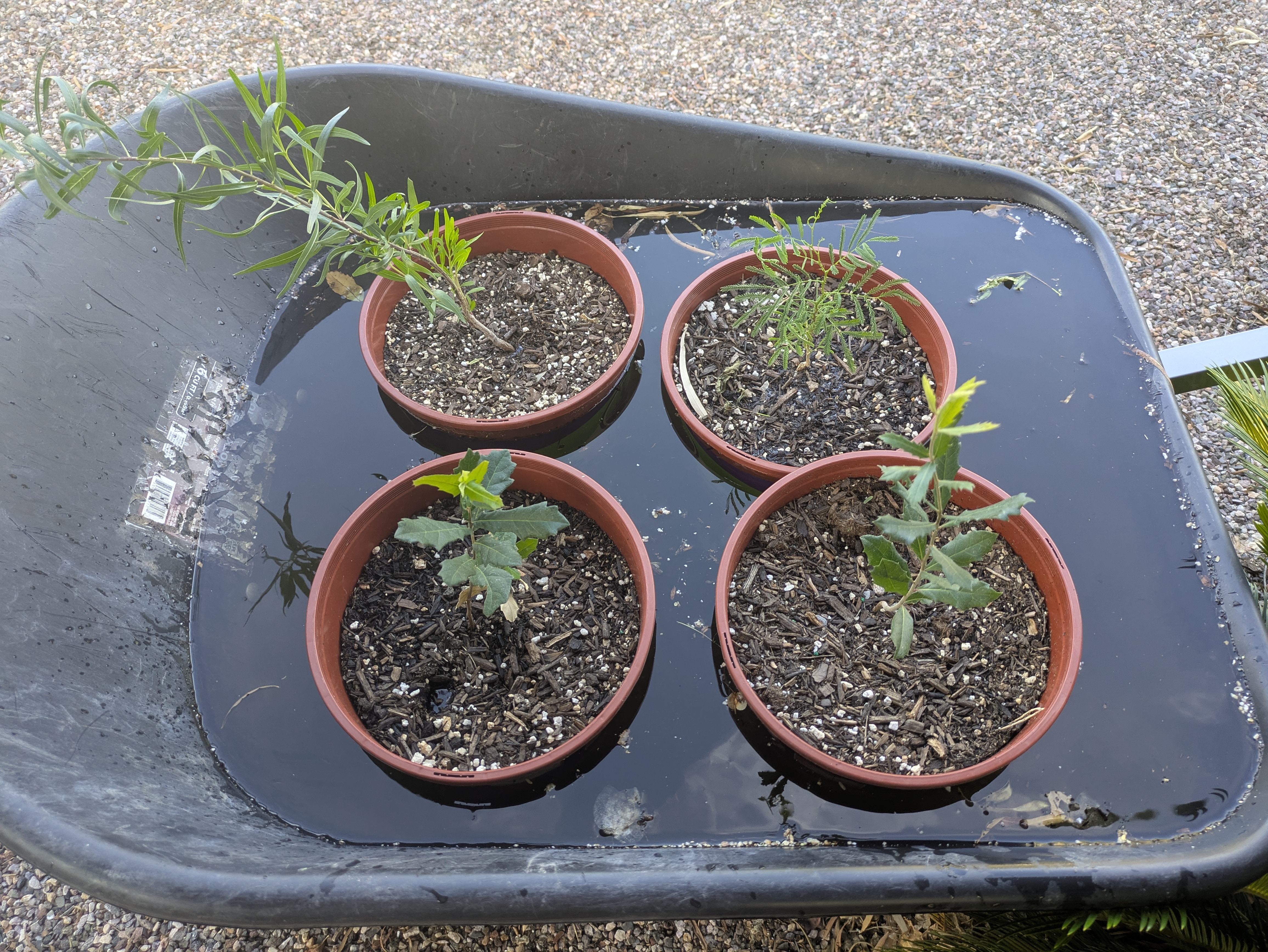 Potted plants sitting in a wheelbarrow full of water