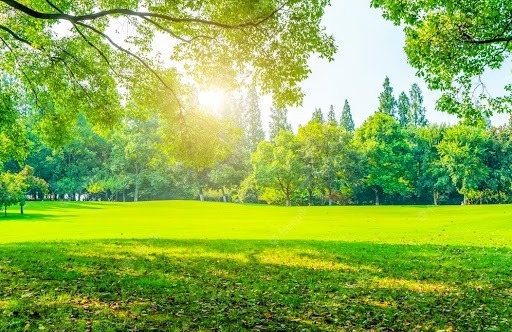 A bright sunlit grassy field with trees