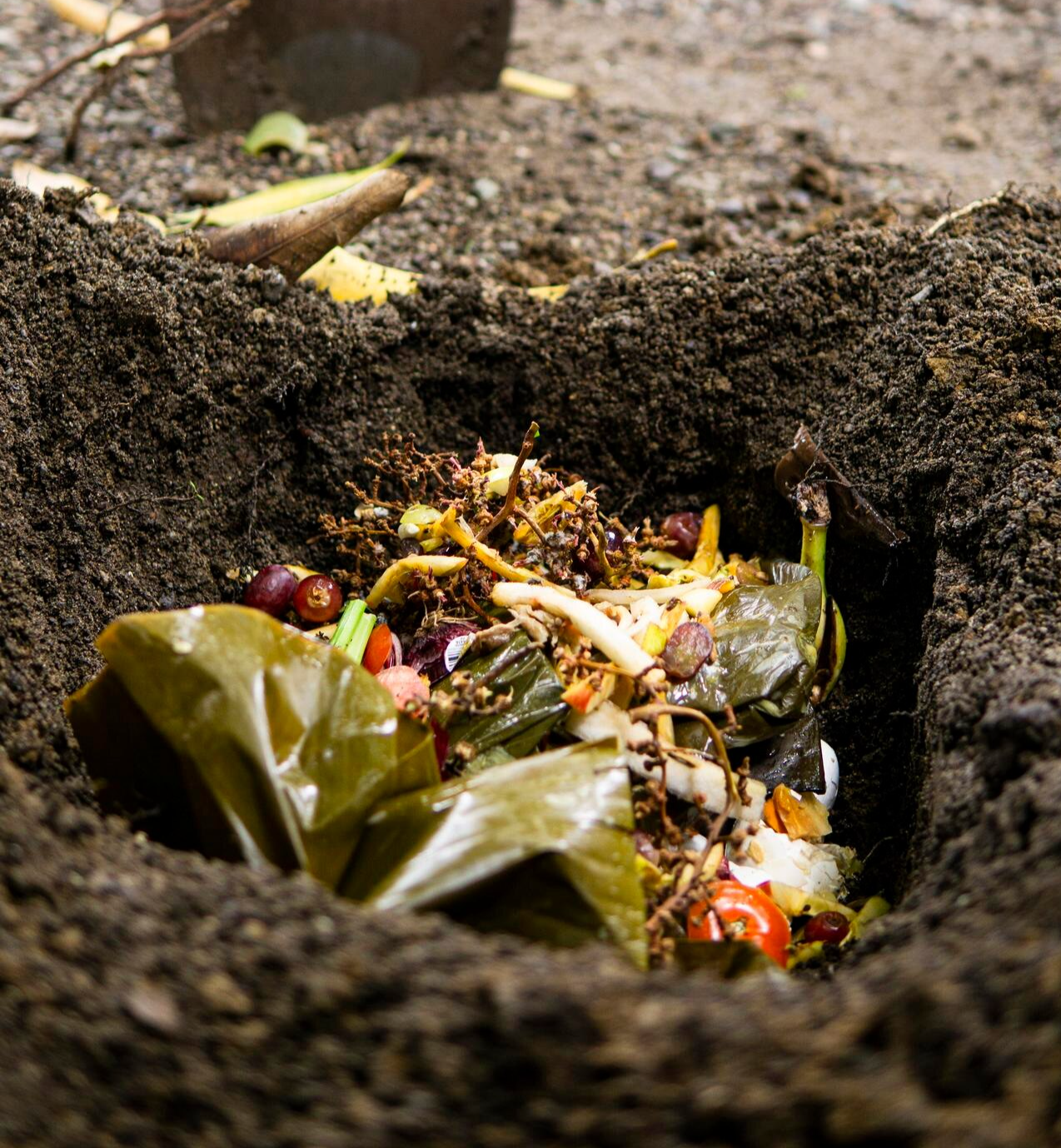 Trench compost hole with shovel. Organic scraps are ready to be covered with soil.