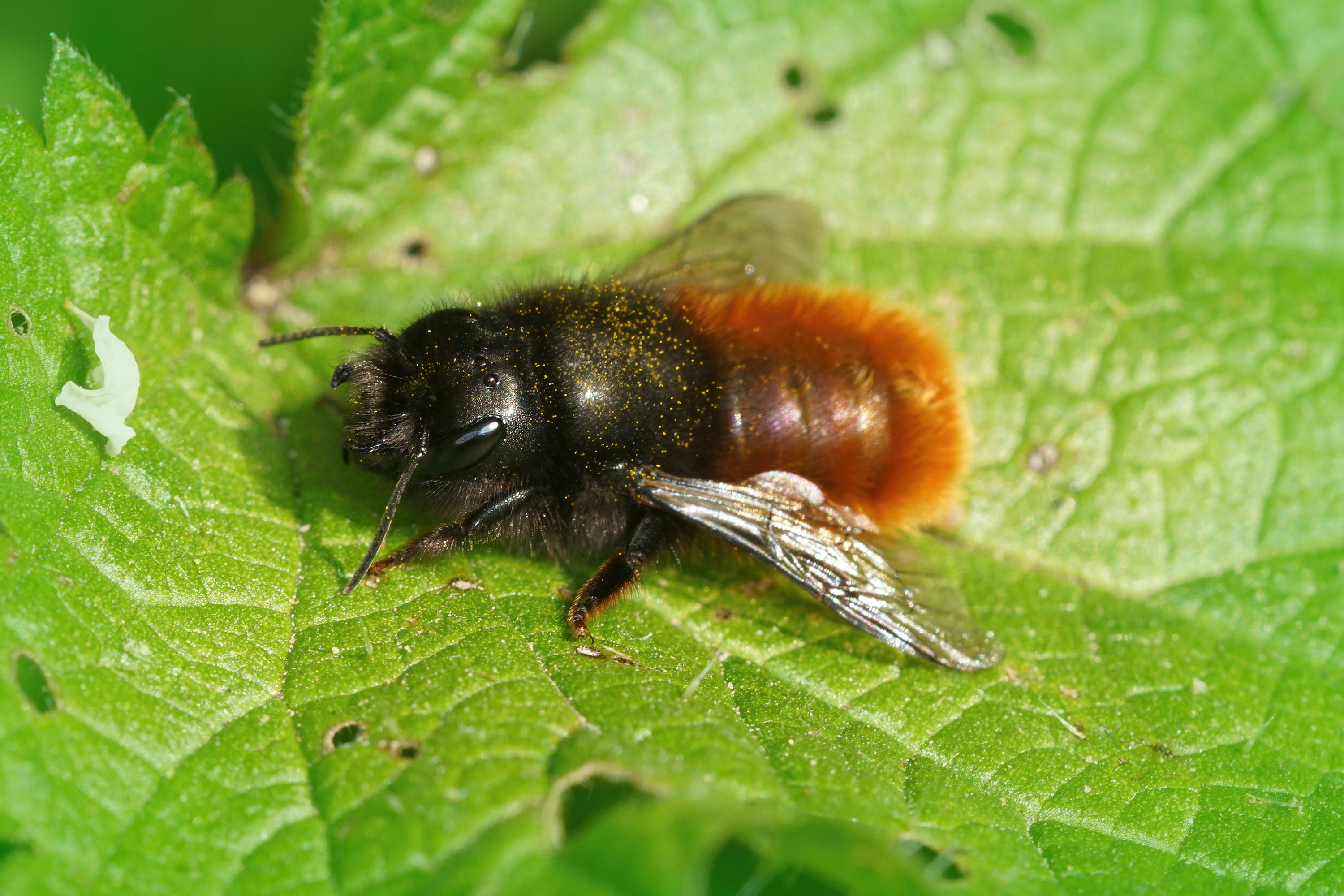 Horned Mason Bee on a green leaf
