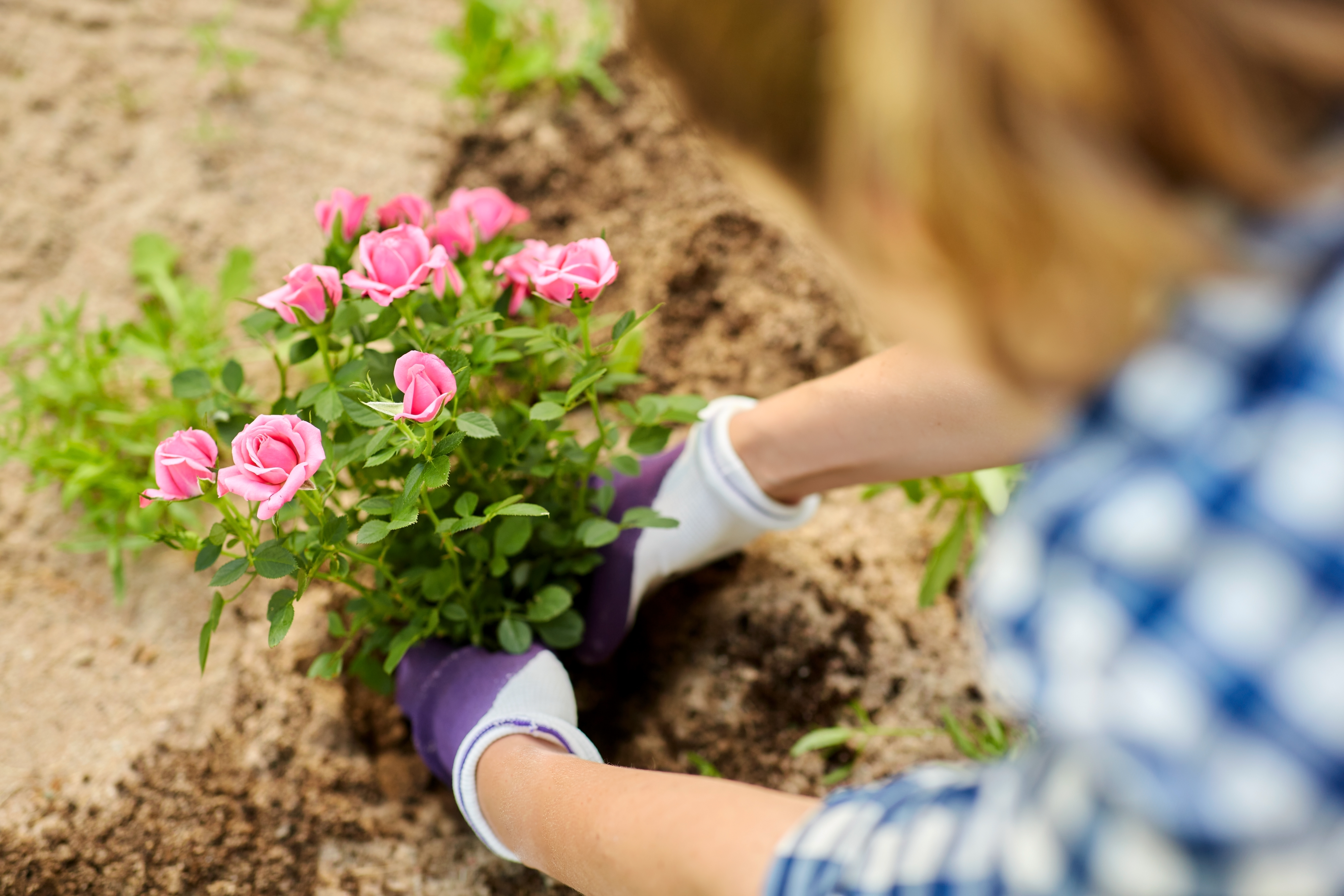 Planting pink roses in the garden