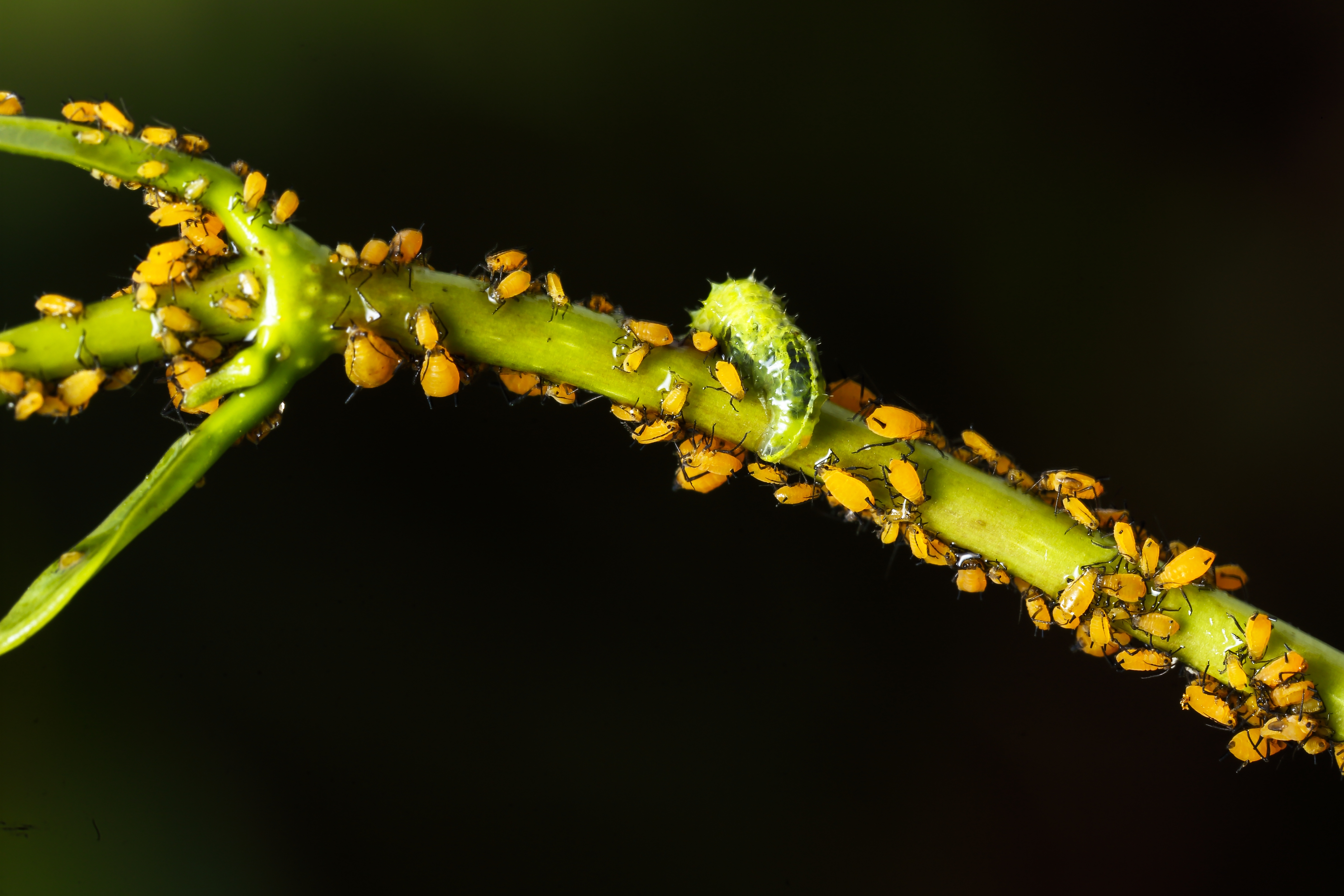 Aphids on plant 