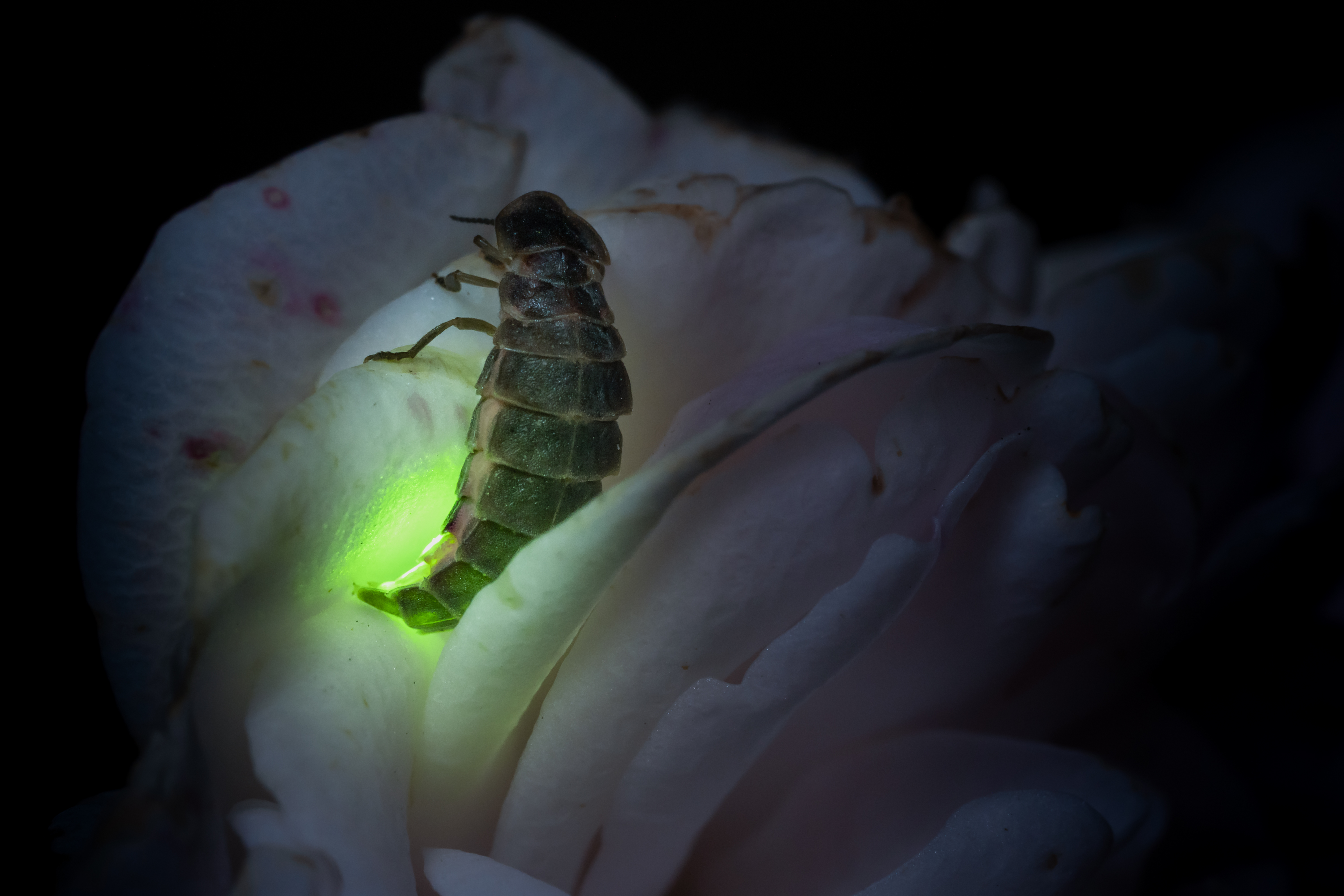 A firefly sitting on a rose