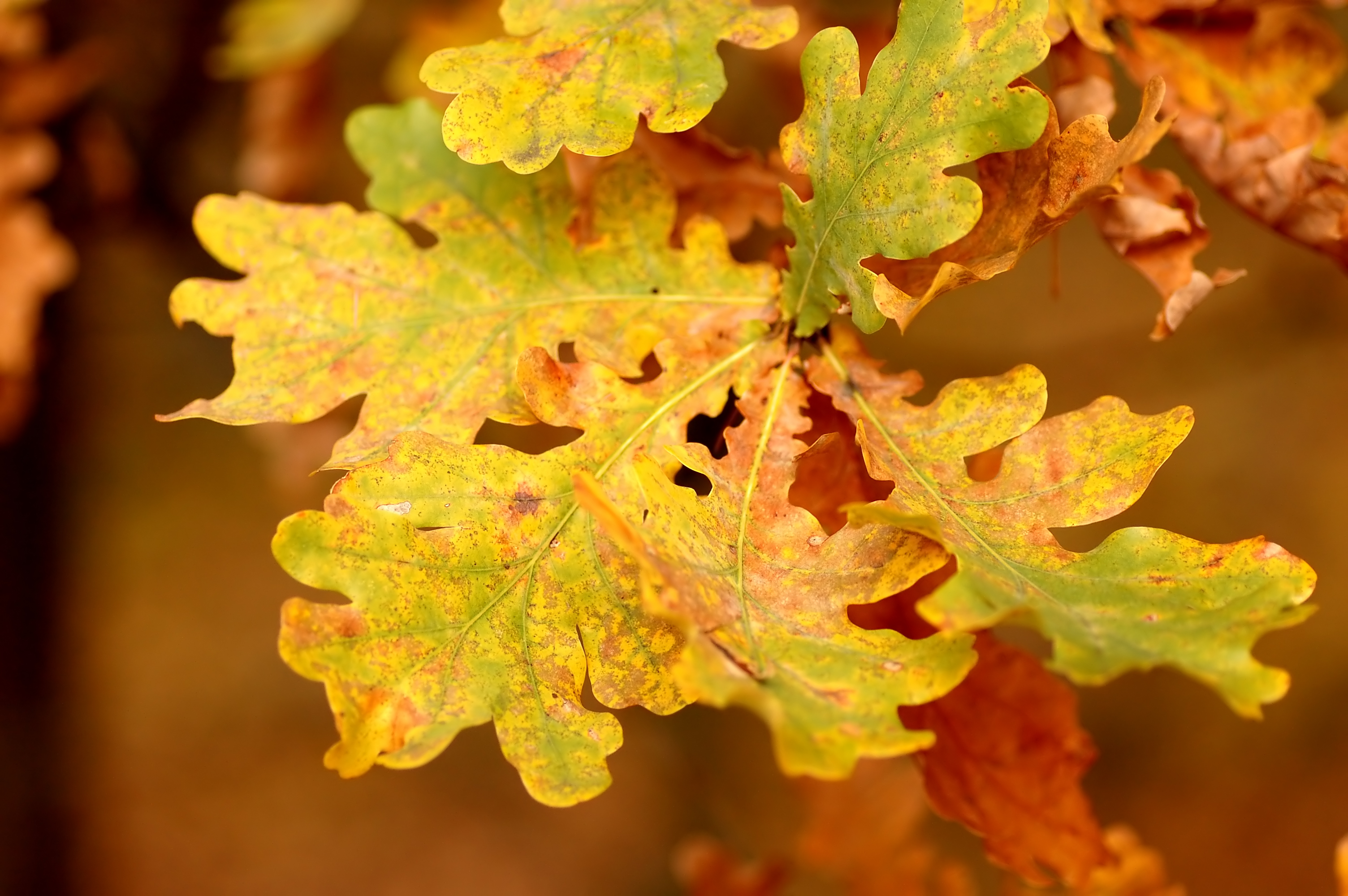 Close up of oak tree leaves in autumn