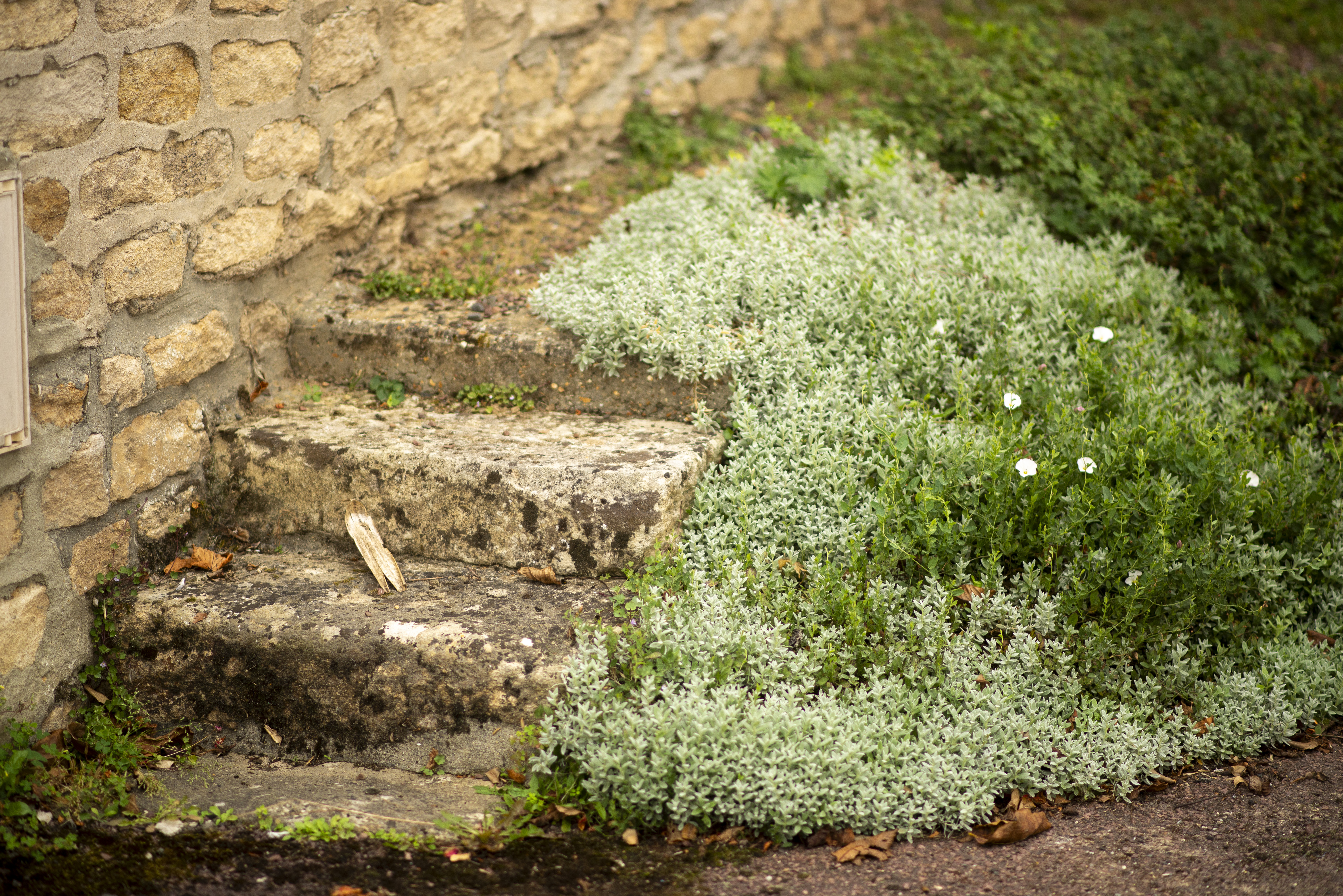Multiple groundcover plants growing together next to a stone garden path with steps
