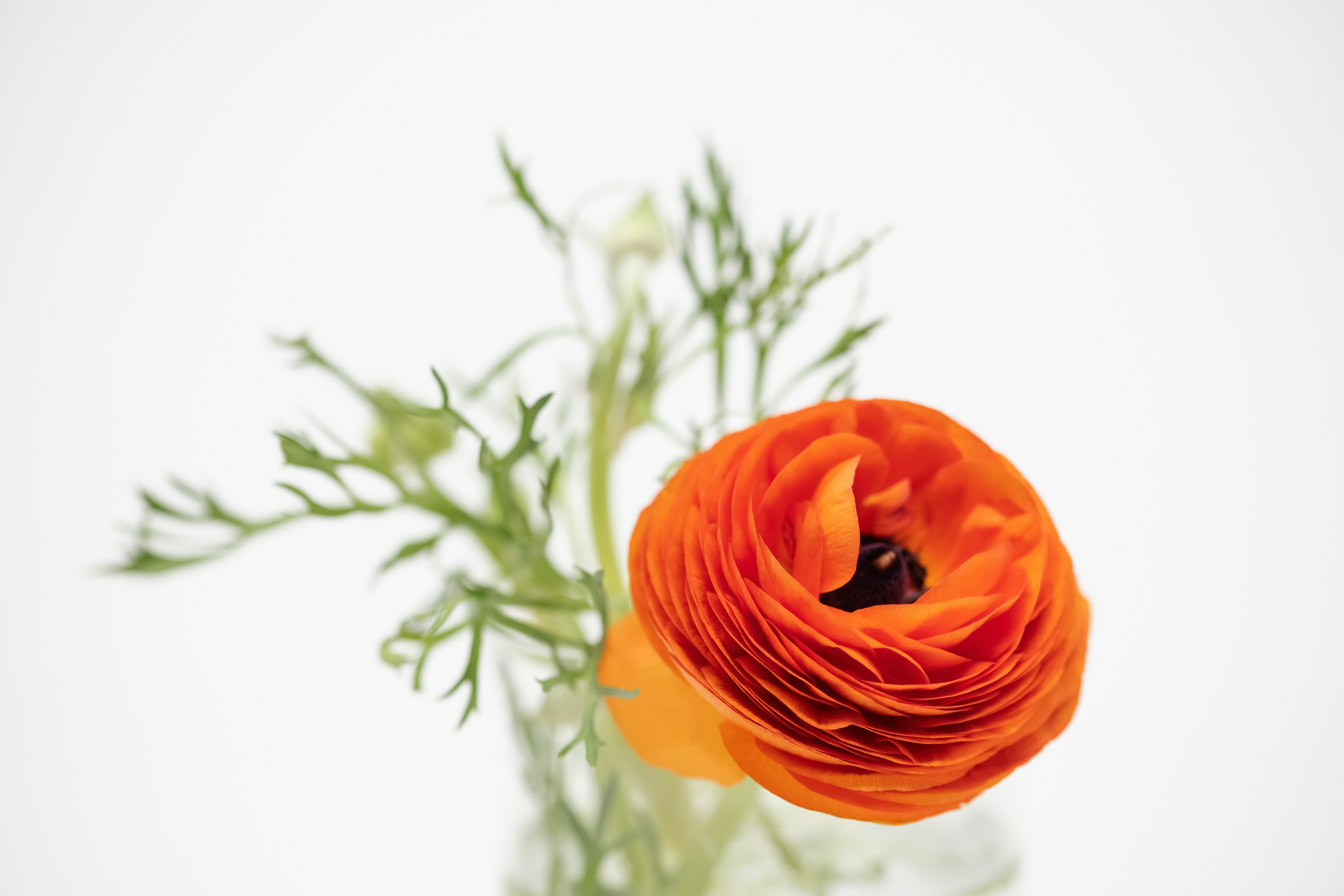 orange ranunculus flower in a vase